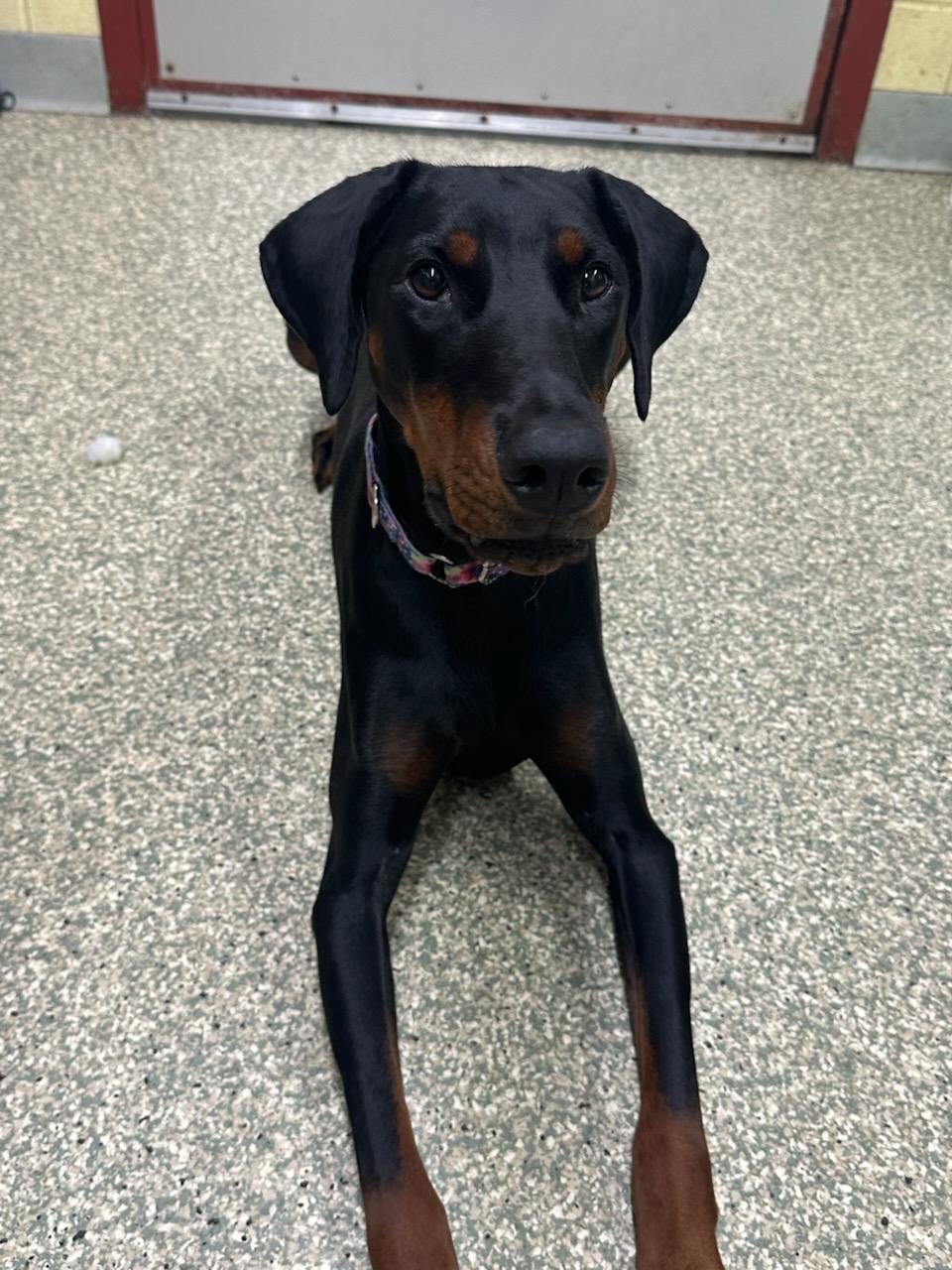 Rexy, adopted, Adult Female Doberman Pinscher.