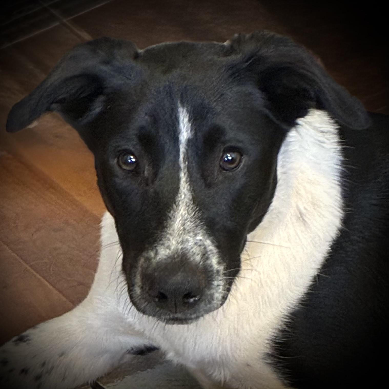 Enlarge Clifford (Cliff), a Adoptable mixed breed in Bedminster, NJ image 2/6