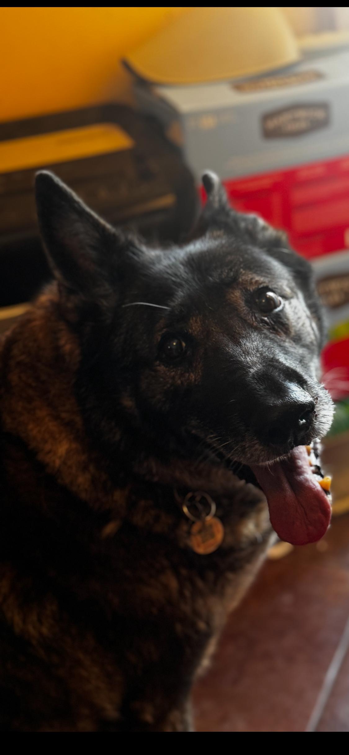 Zoey ** COURTESY POST **