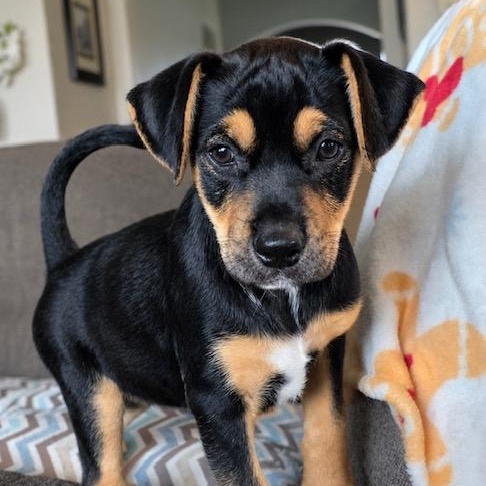 Rowena, an adopted mixed breed in Seattle , WA image 1/6