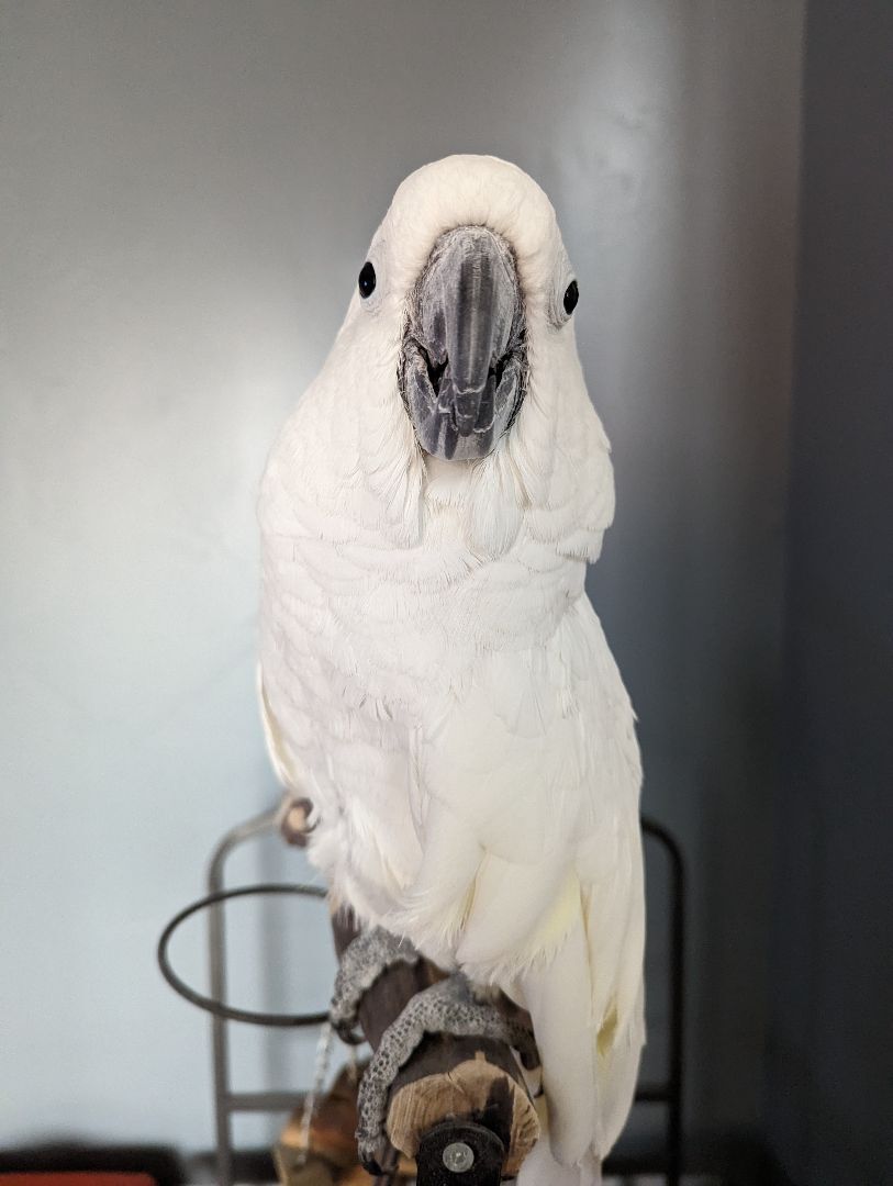 Sammy