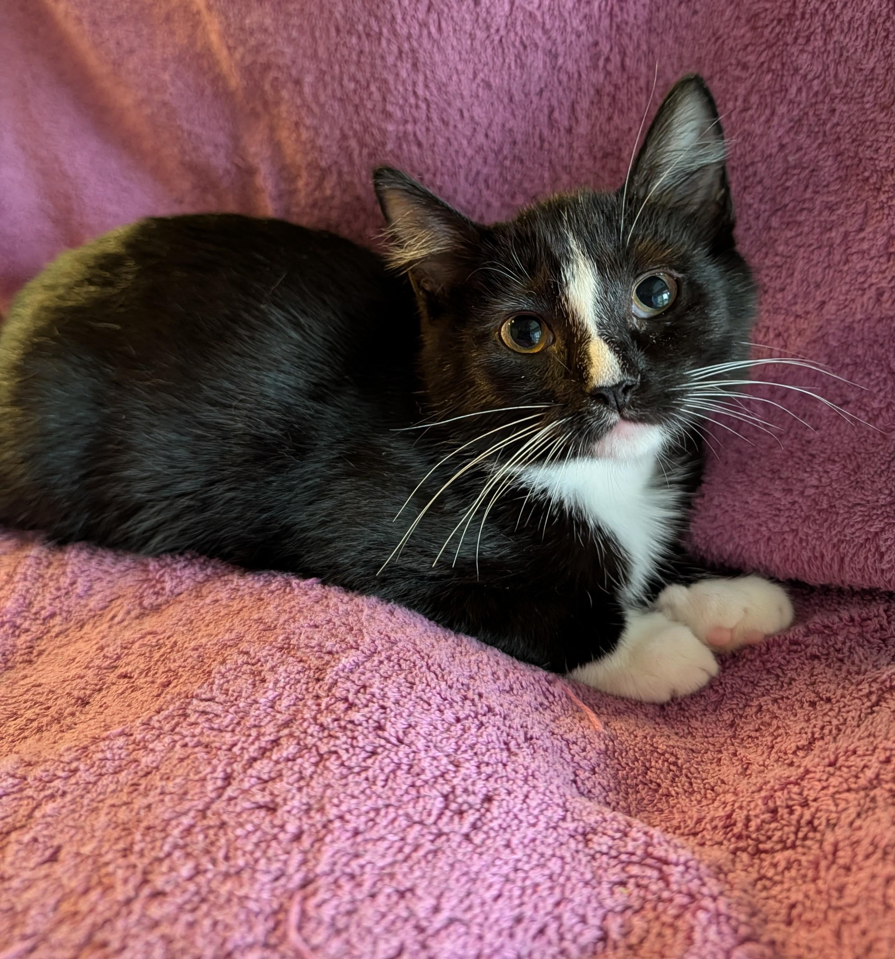 Enlarge Cedar, a Adoptable Domestic Short Hair in Brockport, NY image 2/6