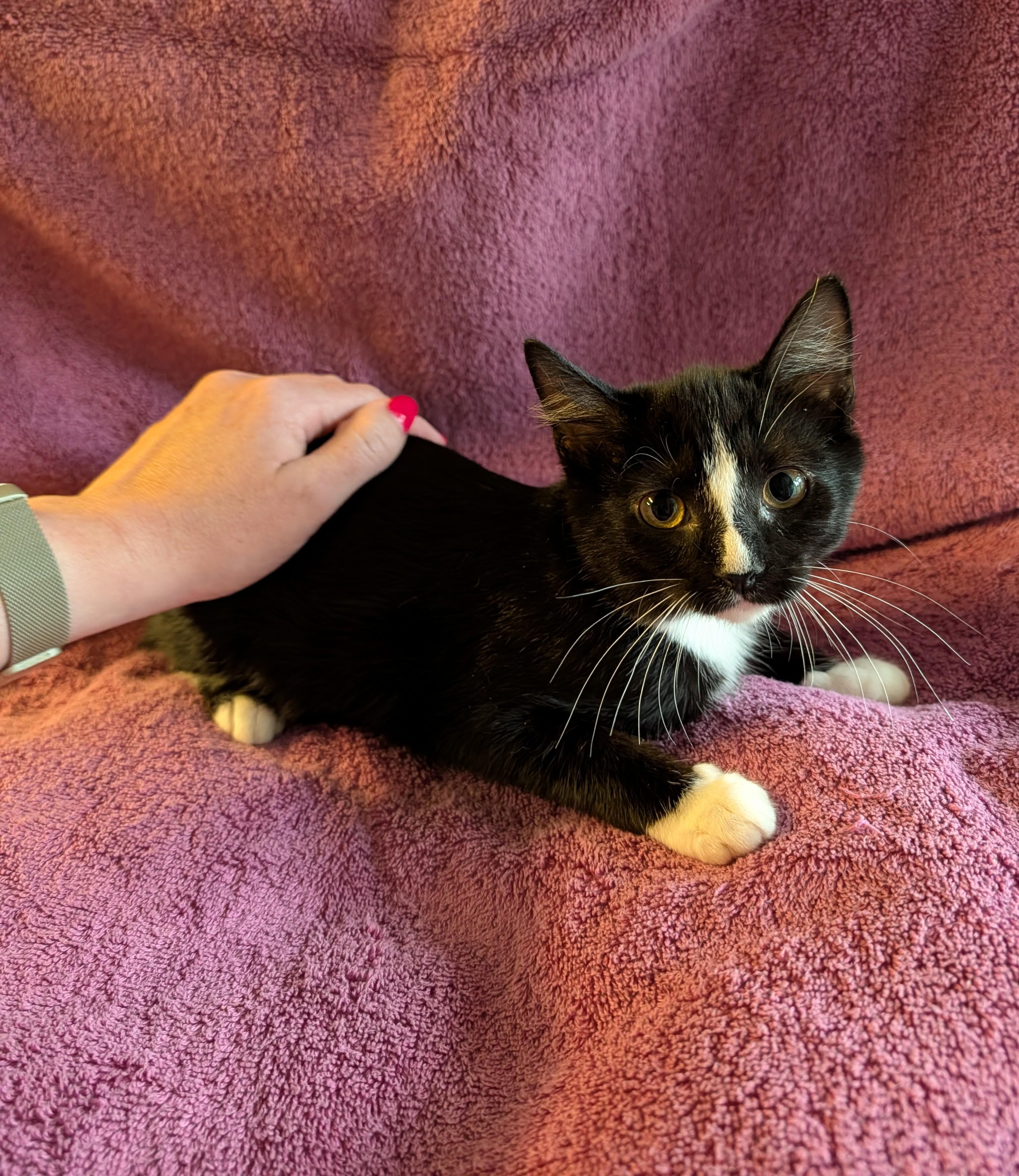 Enlarge Cedar, a Adoptable Domestic Short Hair in Brockport, NY image 6/6