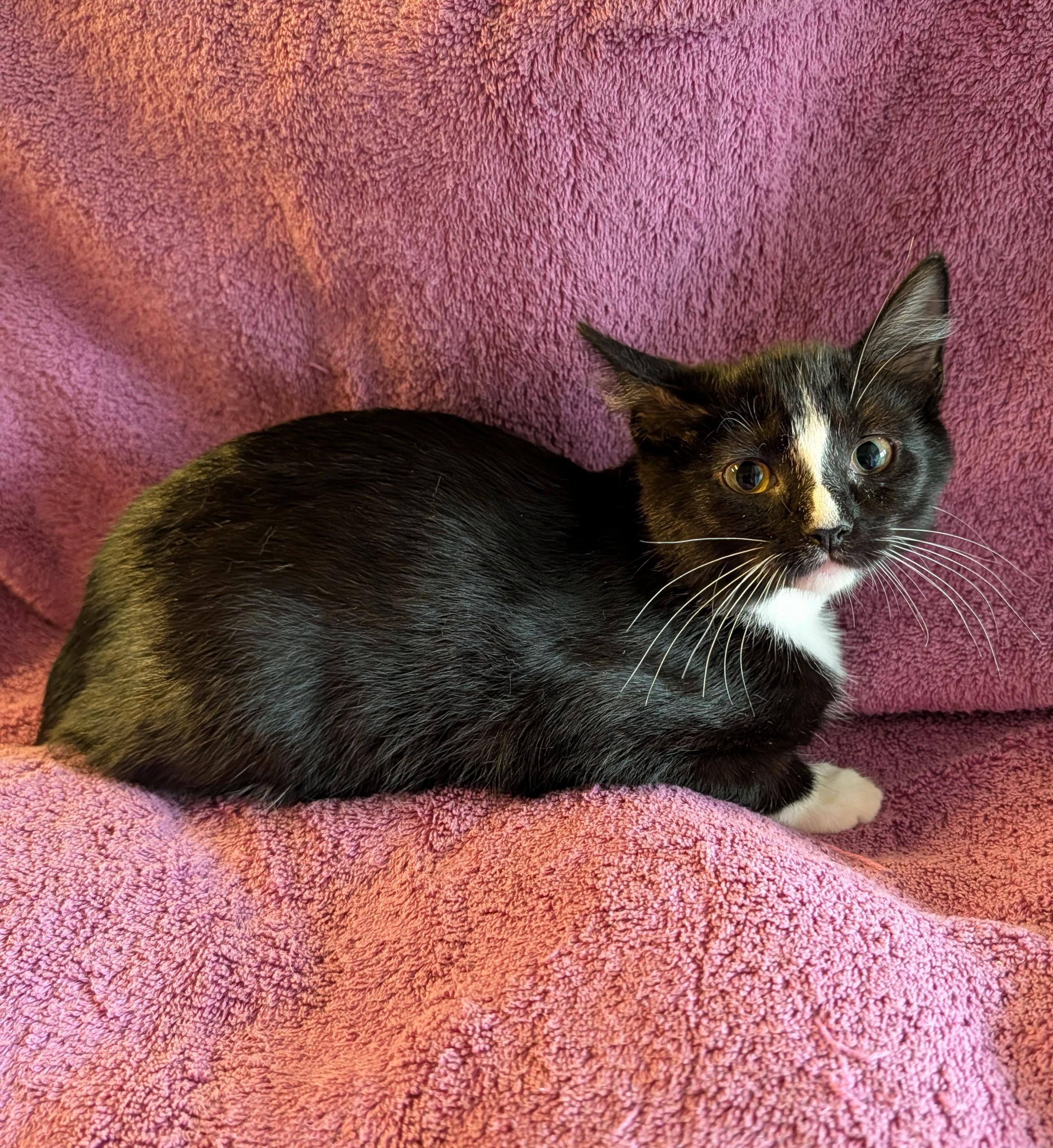 Enlarge Cedar, a Adoptable Domestic Short Hair in Brockport, NY image 4/6