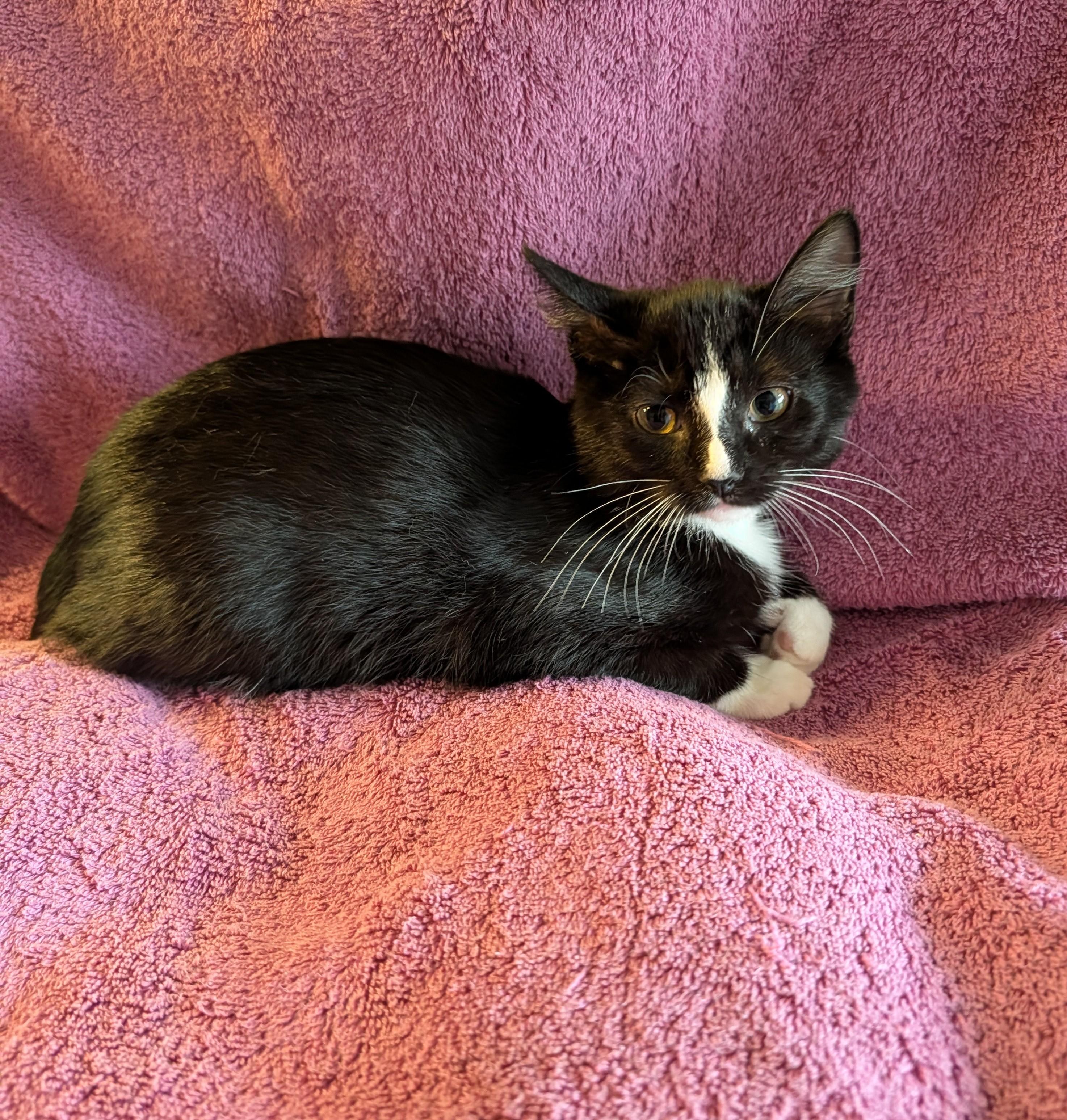 Enlarge Cedar, a Adoptable Domestic Short Hair in Brockport, NY image 3/6