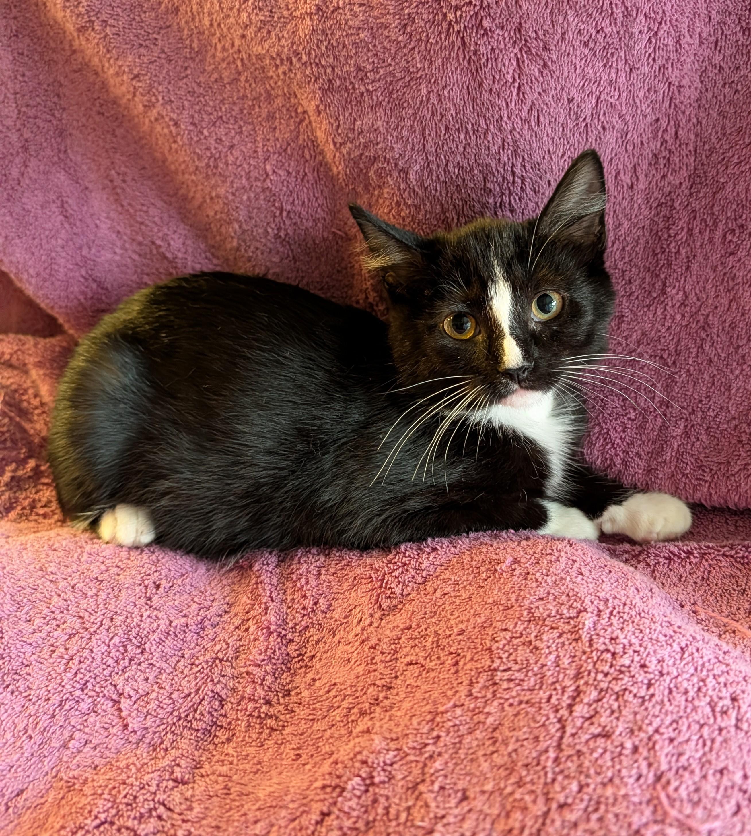Cedar, Adoptable, Kitten Female Domestic Short Hair.