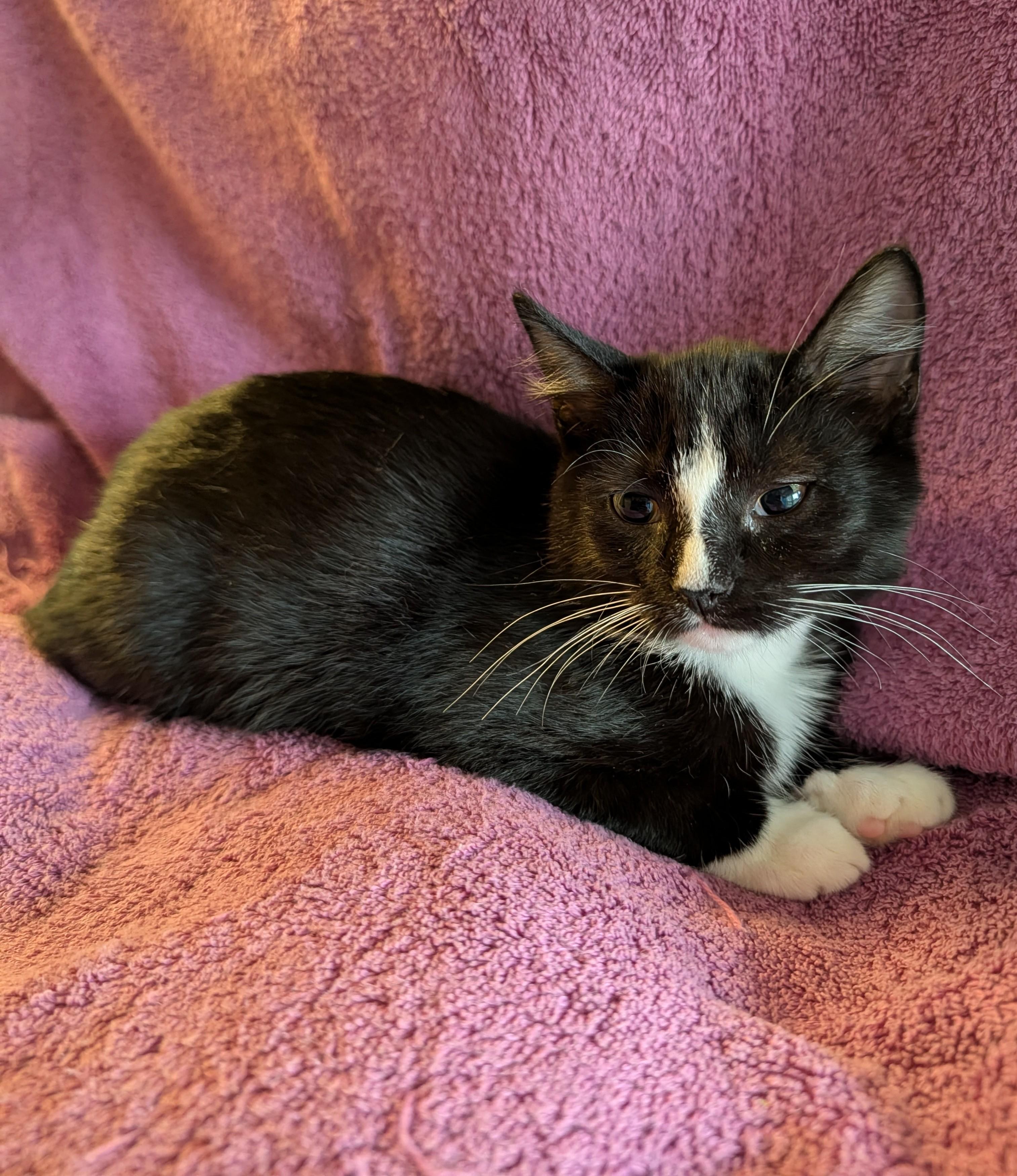 Enlarge Cedar, a Adoptable Domestic Short Hair in Brockport, NY image 5/6