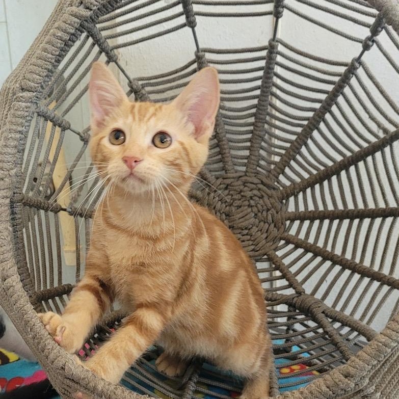 Apollo, Young Male unknown