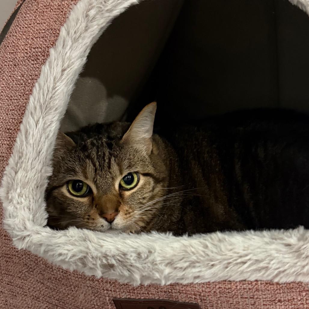 Edie, Adoptable, Adult Female Domestic Short Hair.