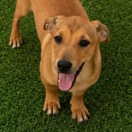KODAK in NY (Foster or adopt), Adoptable, Puppy Male Miniature Dachshund.