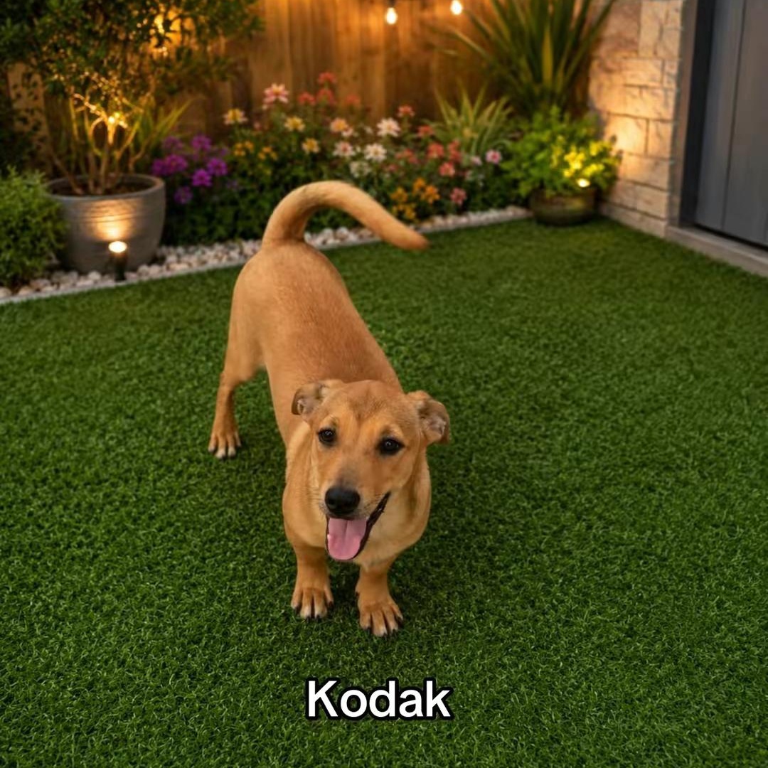Enlarge KODAK in NY (Foster or adopt), a Adoptable mixed breed in New York, NY image 4/5