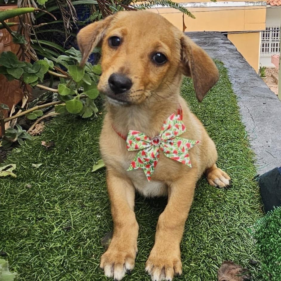 Enlarge KODAK in NY (Foster or adopt), a Adoptable mixed breed in New York, NY image 3/5