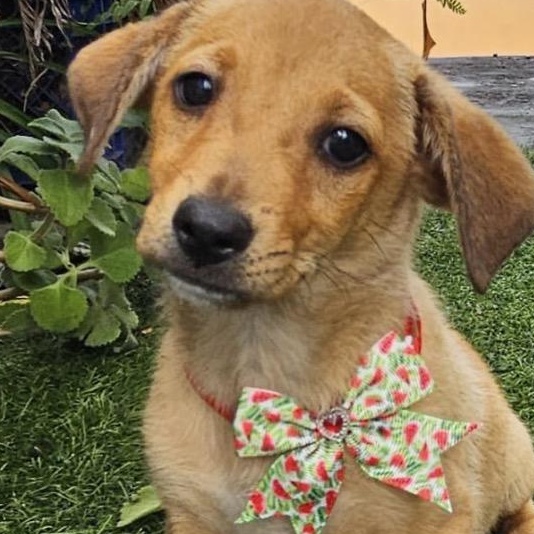 Enlarge KODAK in NY (Foster or adopt), a Adoptable mixed breed in New York, NY image 2/5