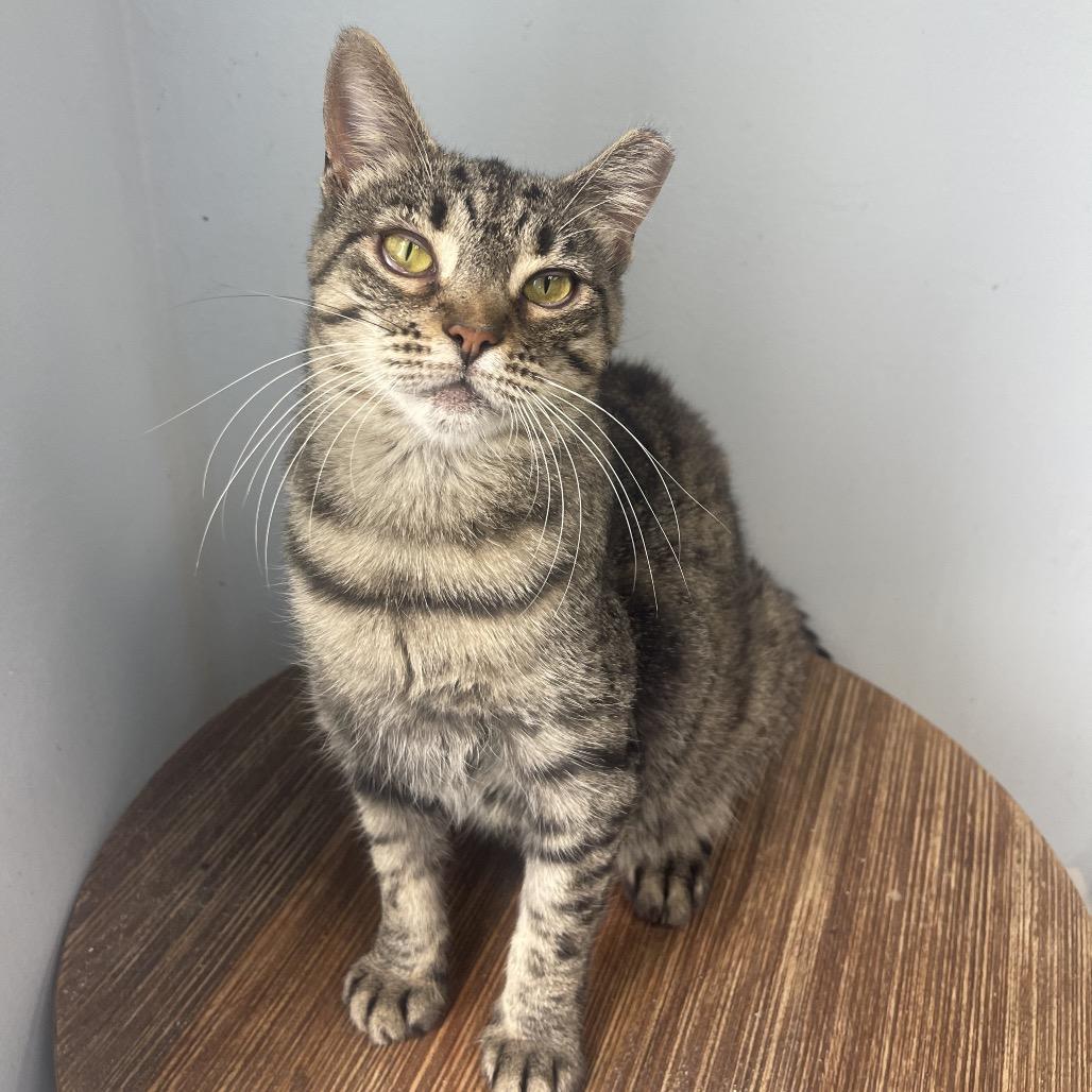 Enlarge Ember, a Adoptable Domestic Short Hair in Valdosta , GA image 1/6