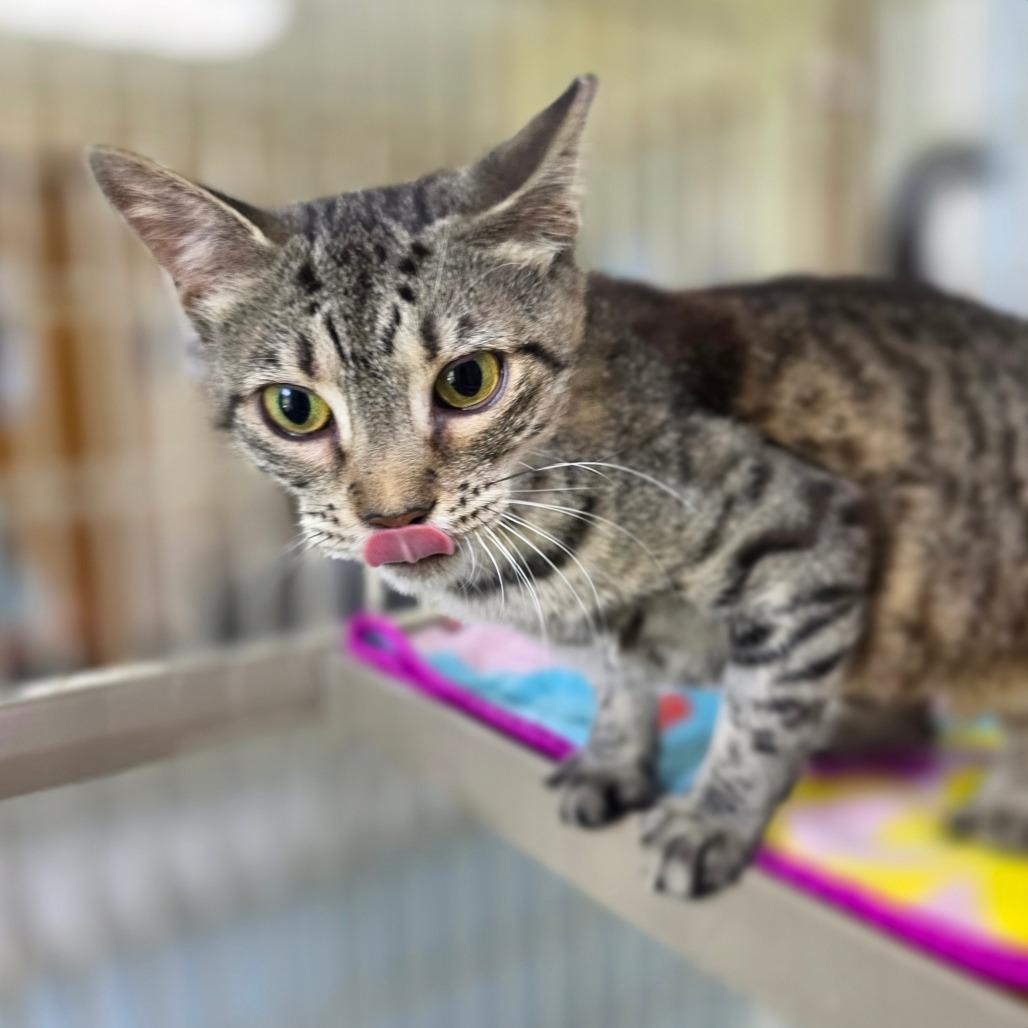 Enlarge Ember, a Adoptable Domestic Short Hair in Valdosta , GA image 2/6