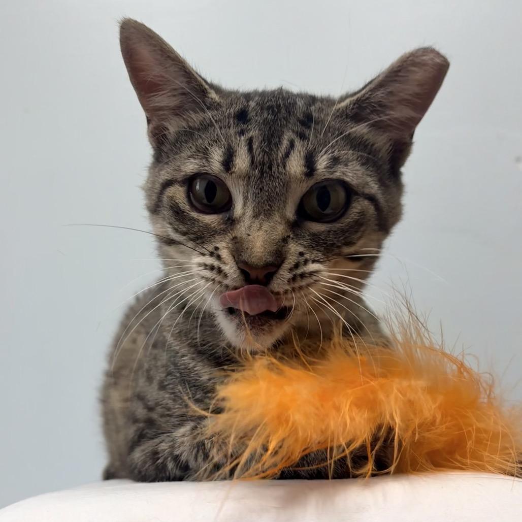 Enlarge Ember, a Adoptable Domestic Short Hair in Valdosta , GA image 3/6