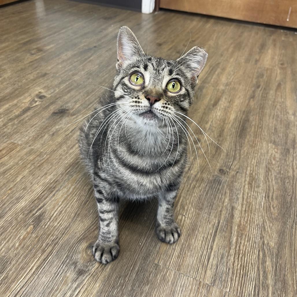 Enlarge Ember, a Adoptable Domestic Short Hair in Valdosta , GA image 4/6