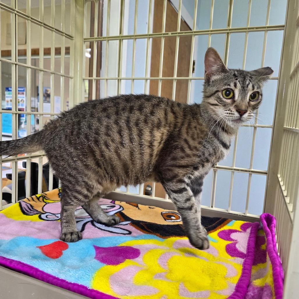 Enlarge Ember, a Adoptable Domestic Short Hair in Valdosta , GA image 5/6