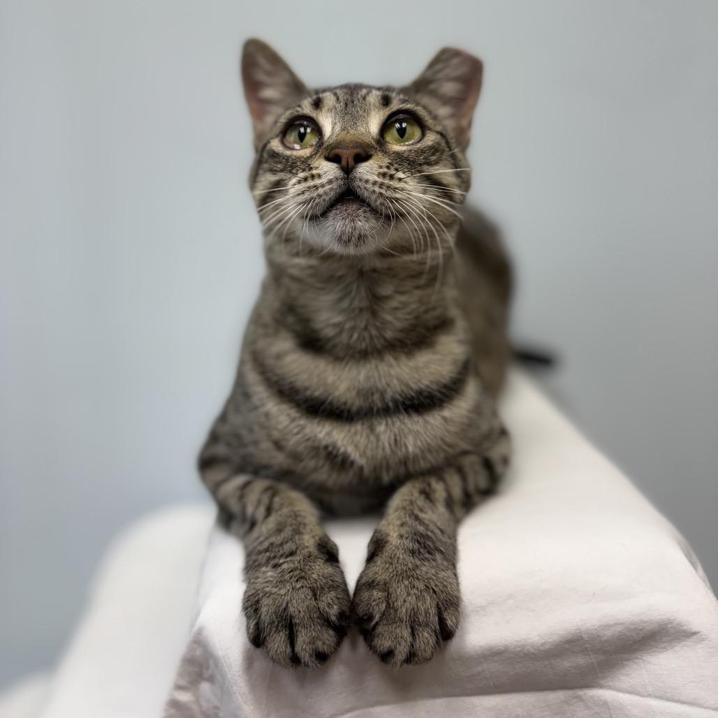 Enlarge Ember, a Adoptable Domestic Short Hair in Valdosta , GA image 6/6