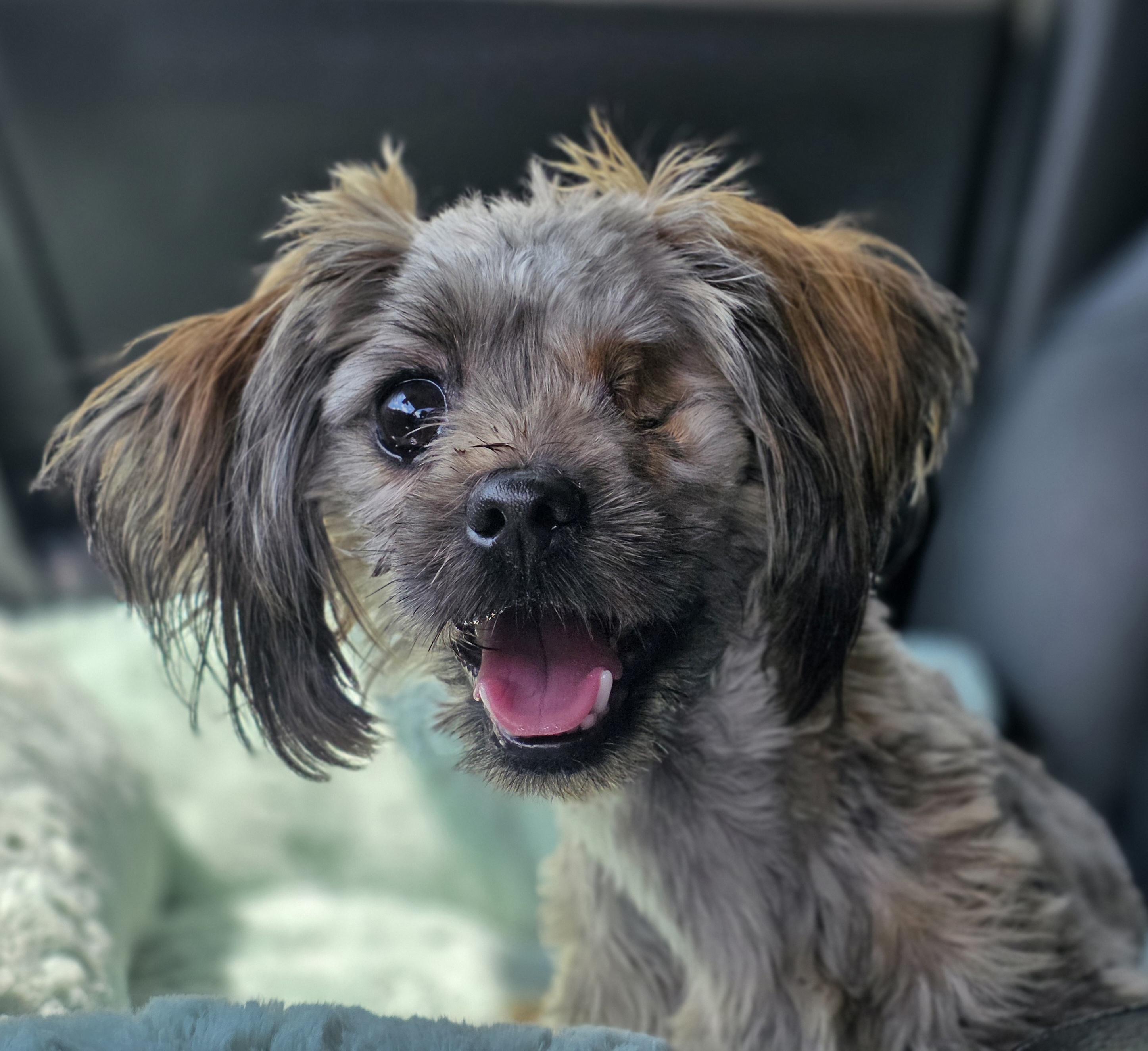 Enlarge Swirls , an adopted mixed breed in Clovis, CA image 3/4