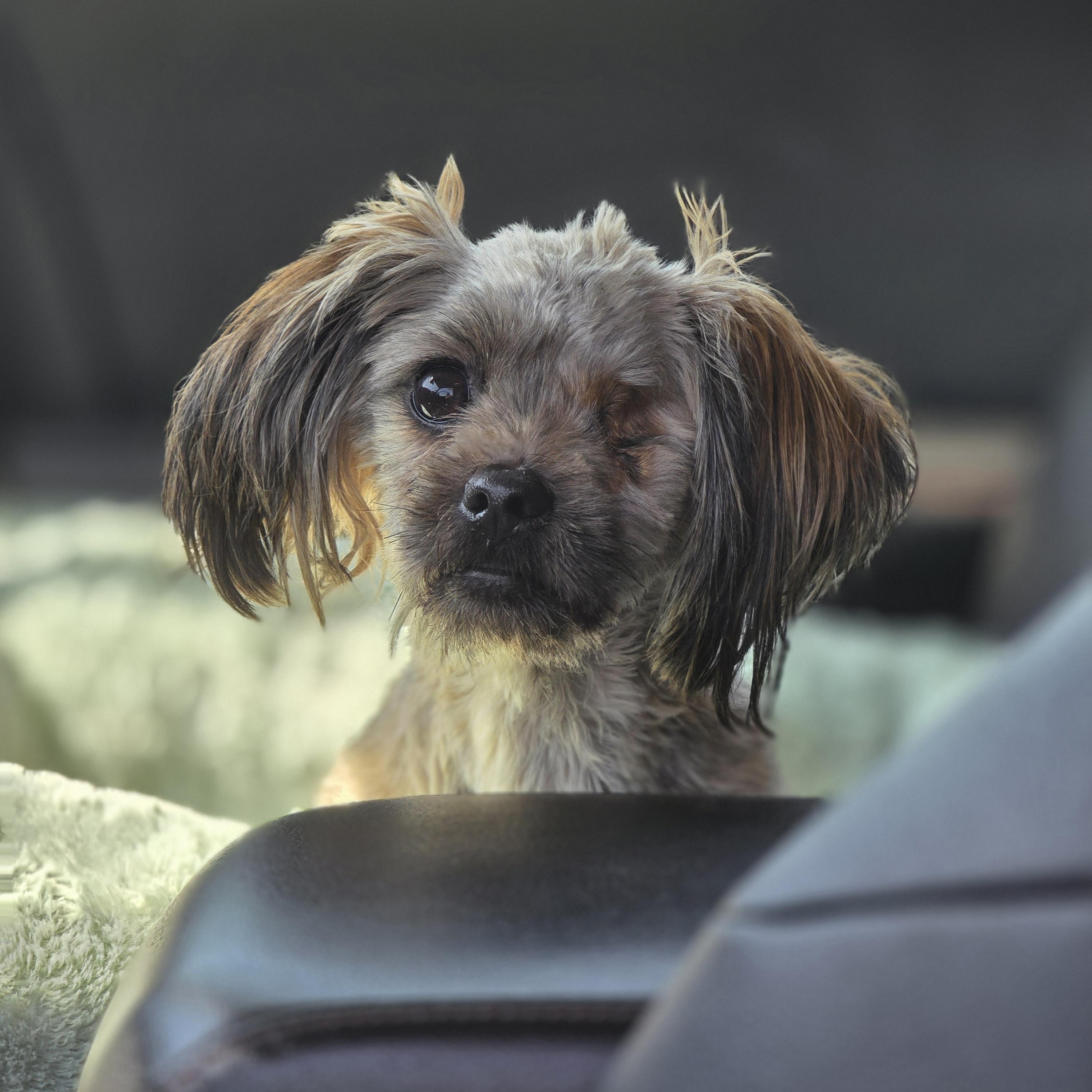 Swirls , adopted, Young Male Shih Tzu.