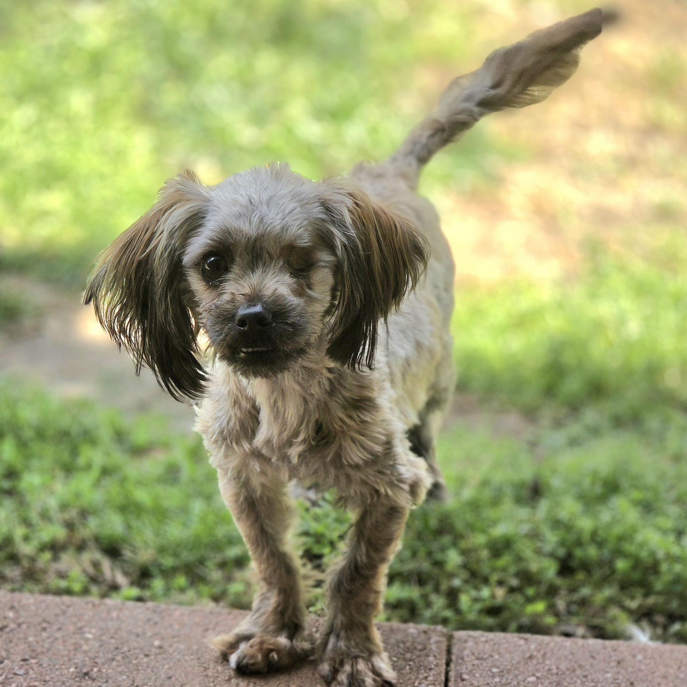 Enlarge Swirls , an adopted mixed breed in Clovis, CA image 4/4
