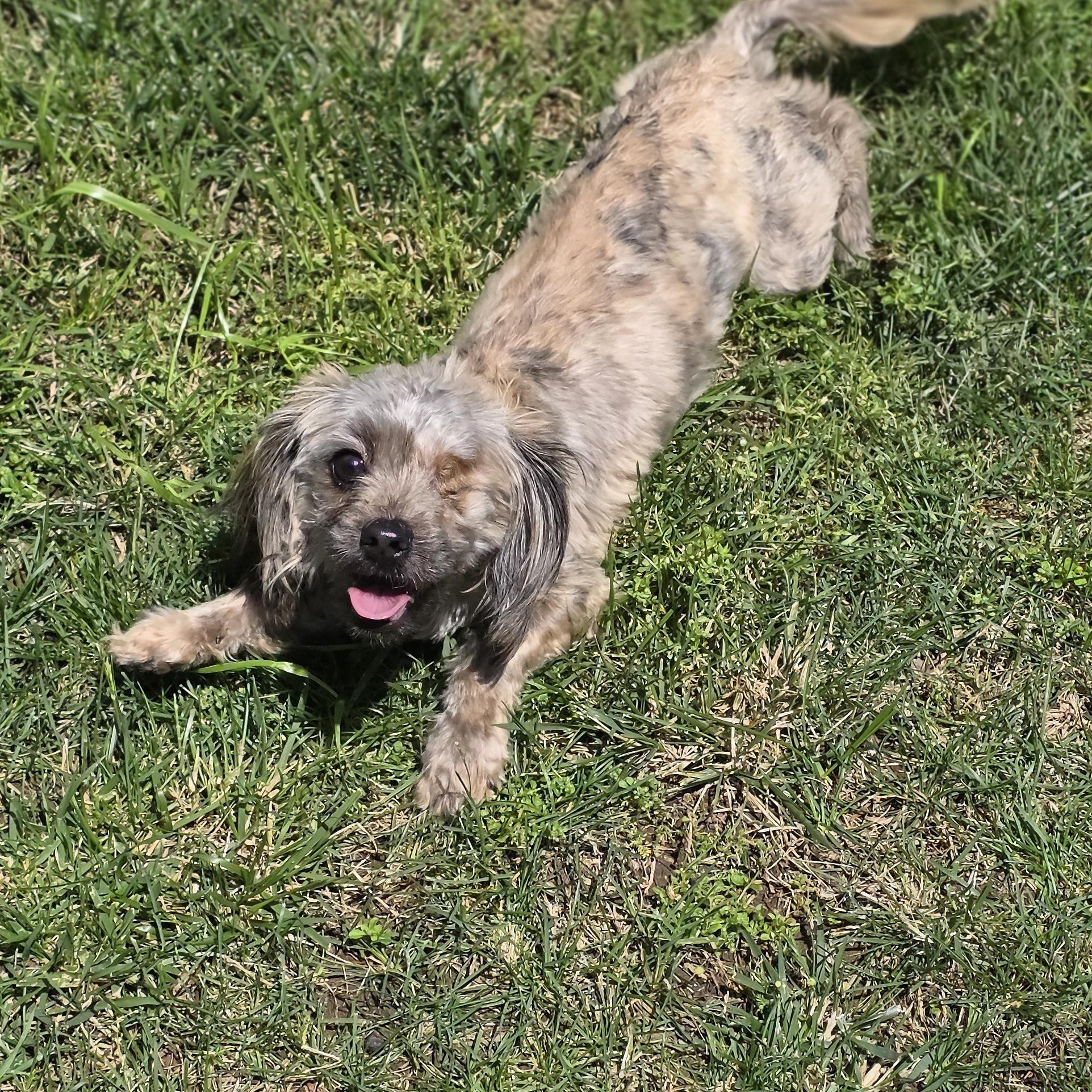Enlarge Swirls , an adopted mixed breed in Clovis, CA image 2/4