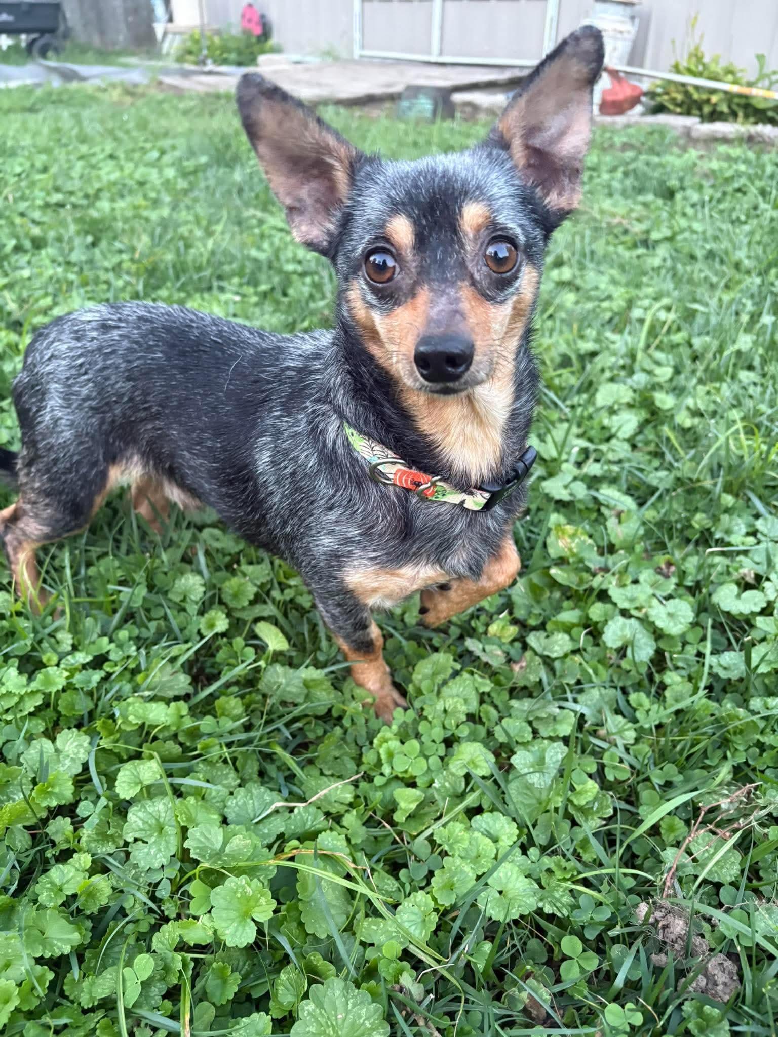 Enlarge Sir Dutchman, a Adoptable mixed breed in Richmond, KY image 4/6
