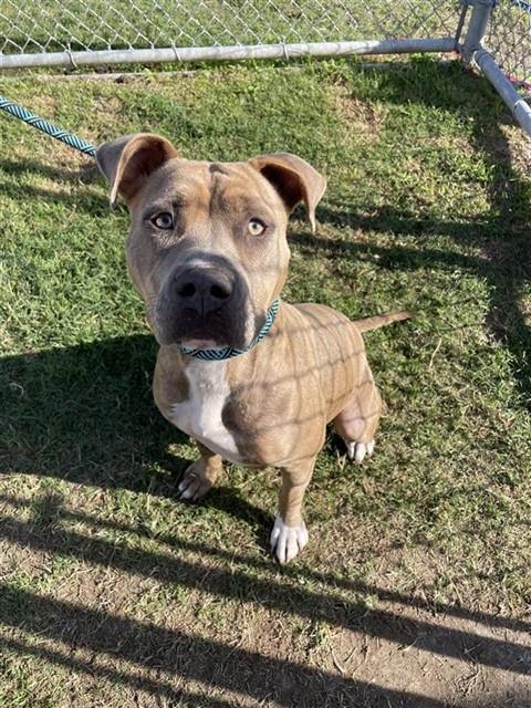 Enlarge MOLLY, a Adoptable mixed breed in Corpus Christi, TX image 1/1