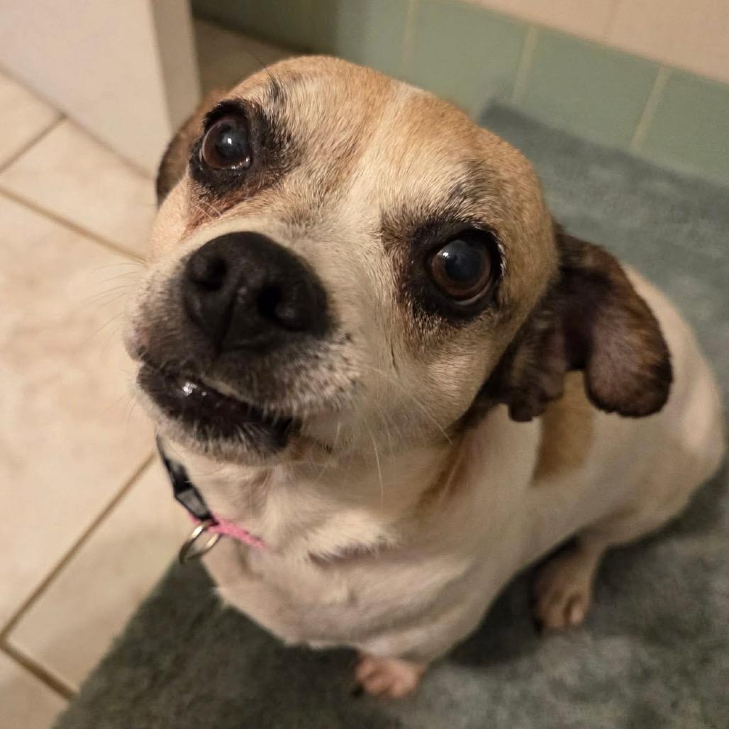 Enlarge Big Mama, a Adoptable Chihuahua in Tampa, FL image 1/3