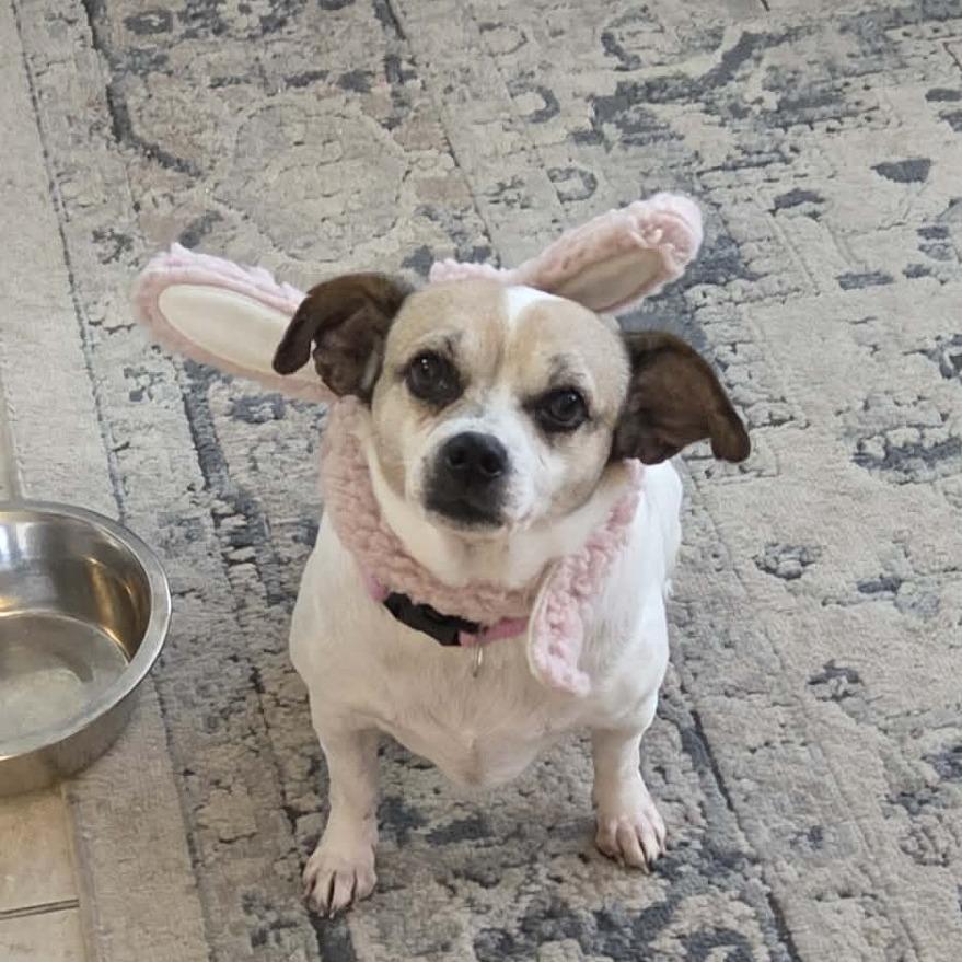 Enlarge Big Mama, a Adoptable Chihuahua in Tampa, FL image 2/3