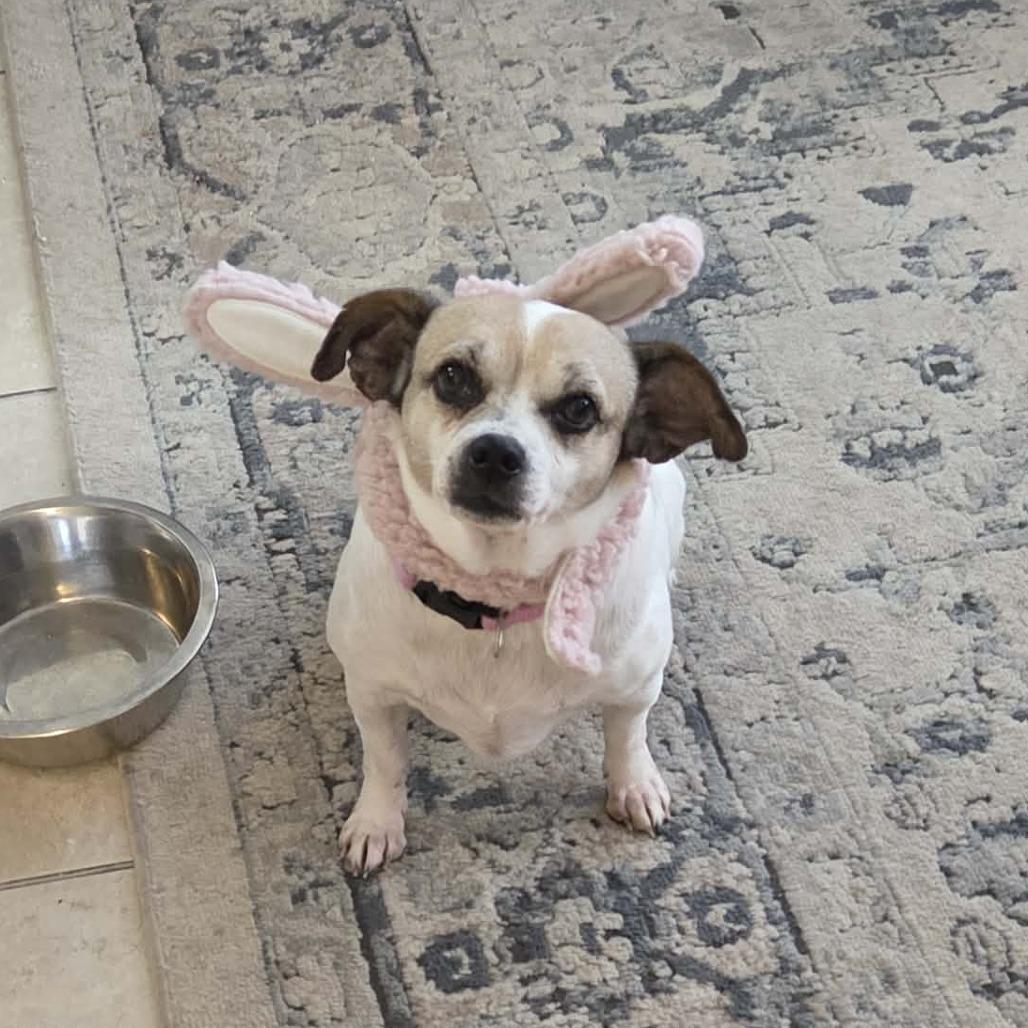 Enlarge Big Mama, a Adoptable Chihuahua in Tampa, FL image 2/3