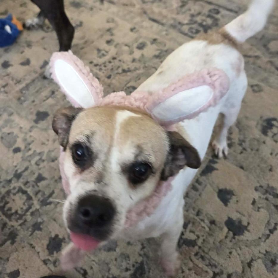 Enlarge Big Mama, a Adoptable Chihuahua in Tampa, FL image 3/3