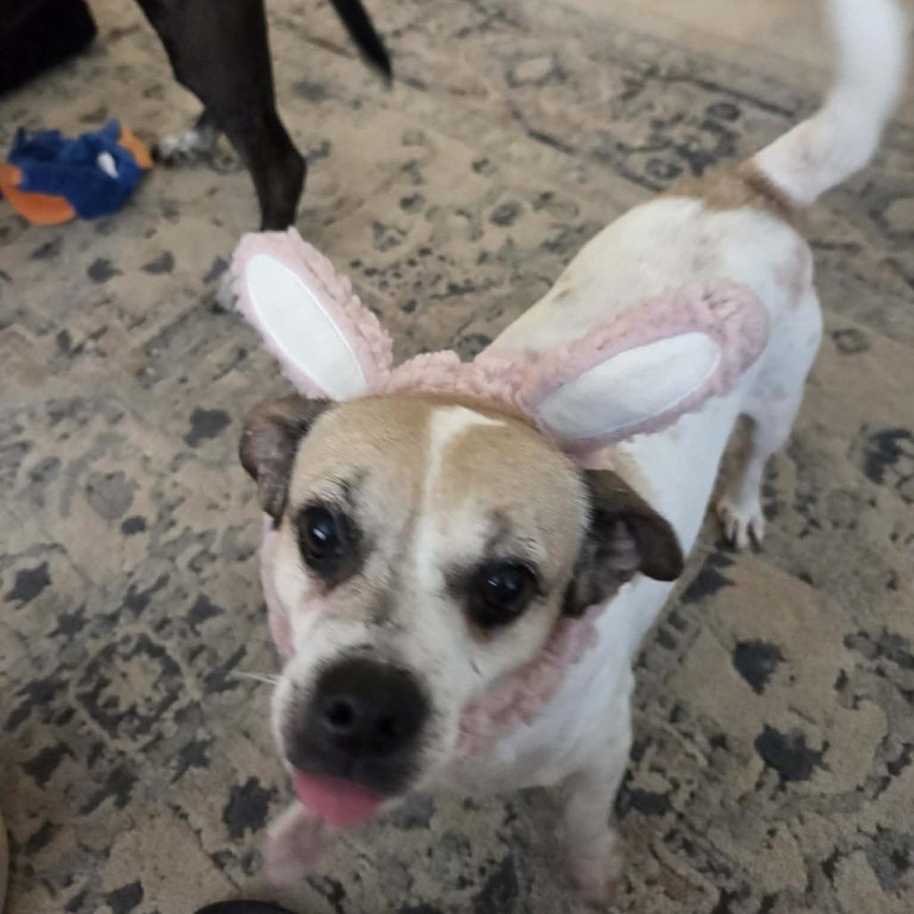 Enlarge Big Mama, a Adoptable Chihuahua in Tampa, FL image 3/3