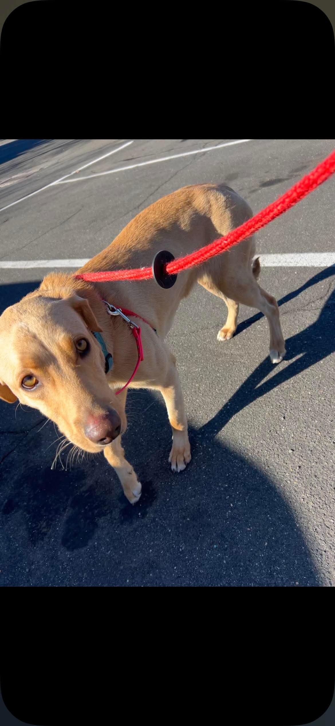 Iris, ADOPTABLE, Young Female Labrador Retriever.