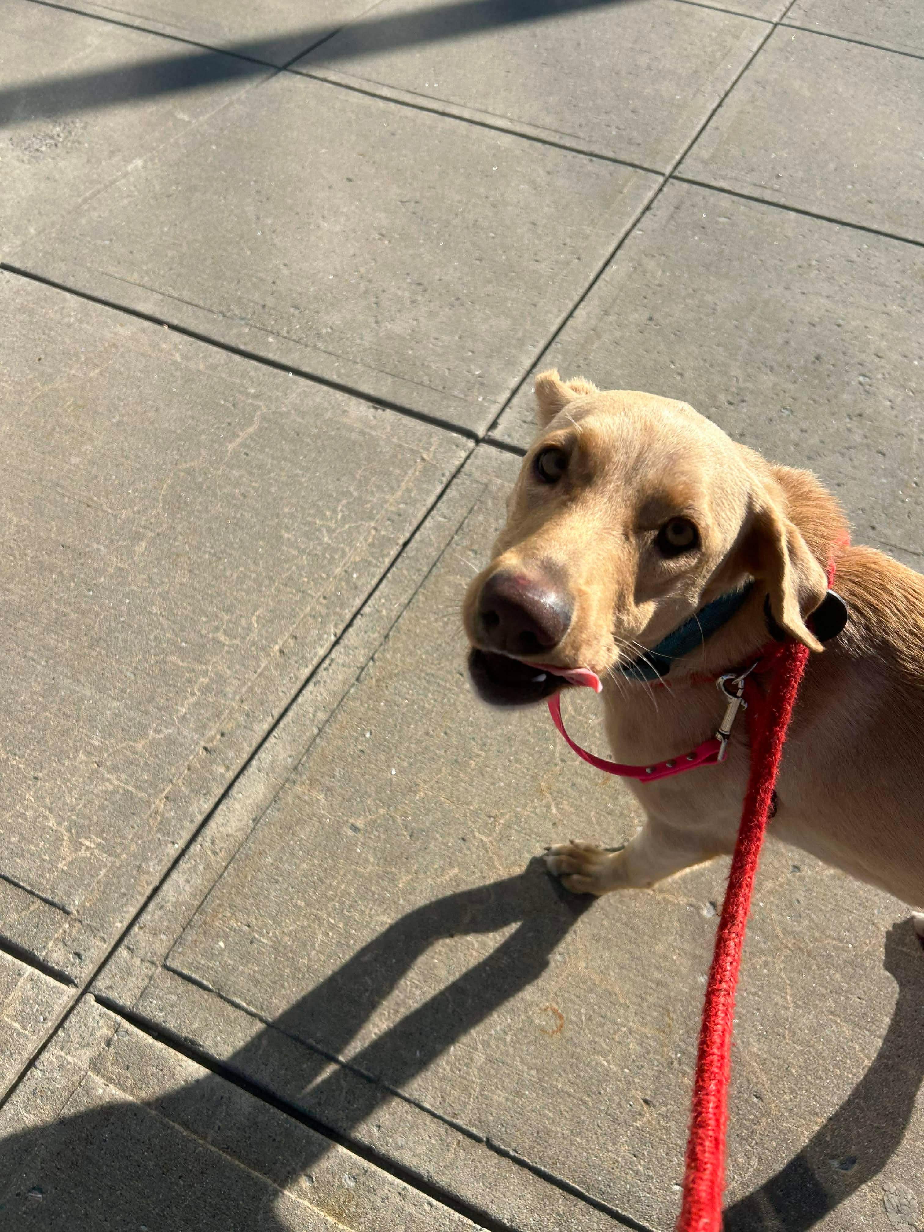 Iris, a ADOPTABLE mixed breed in Stamford, CT image 2/6