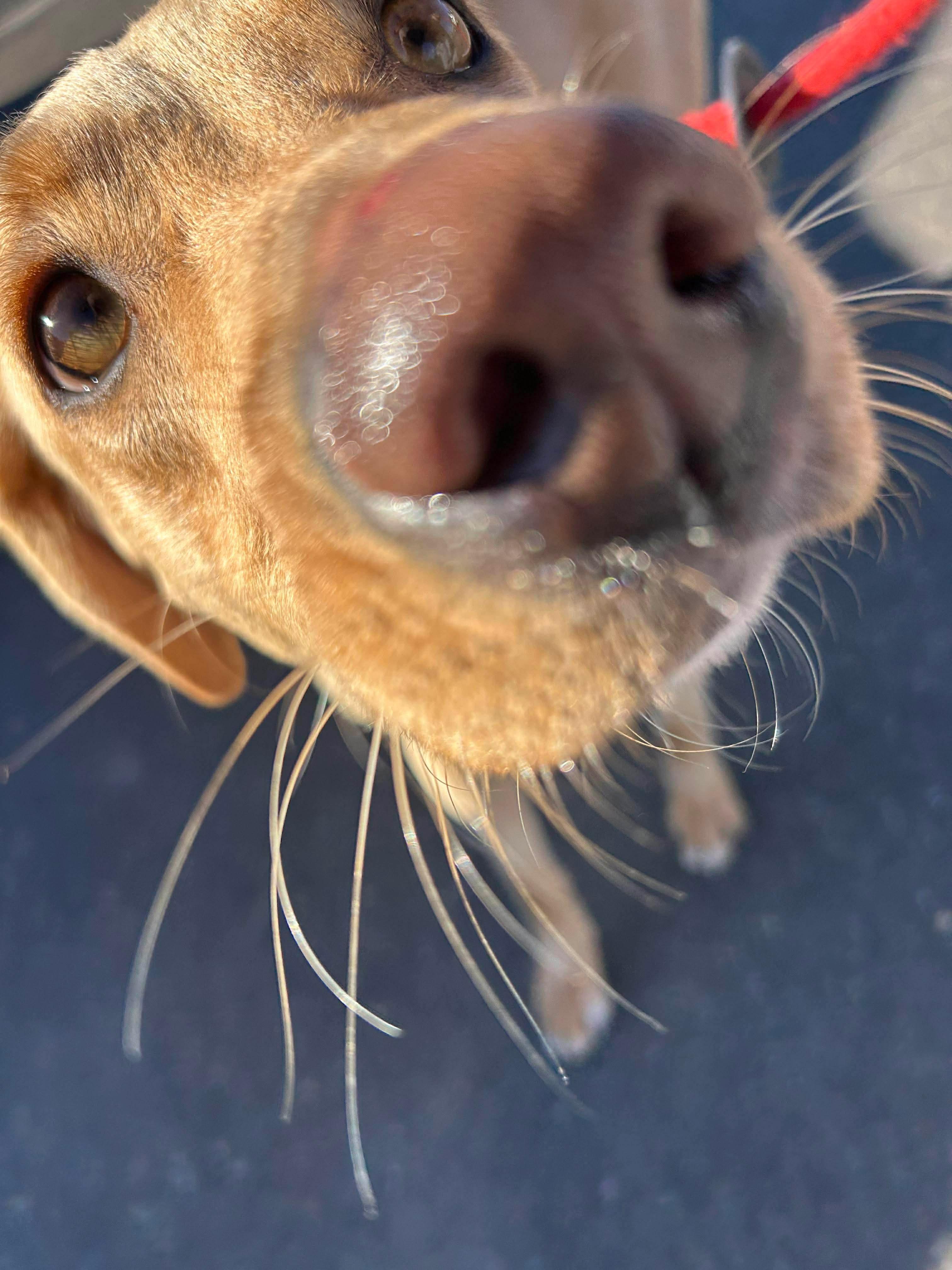 Iris, a ADOPTABLE mixed breed in Stamford, CT image 3/6