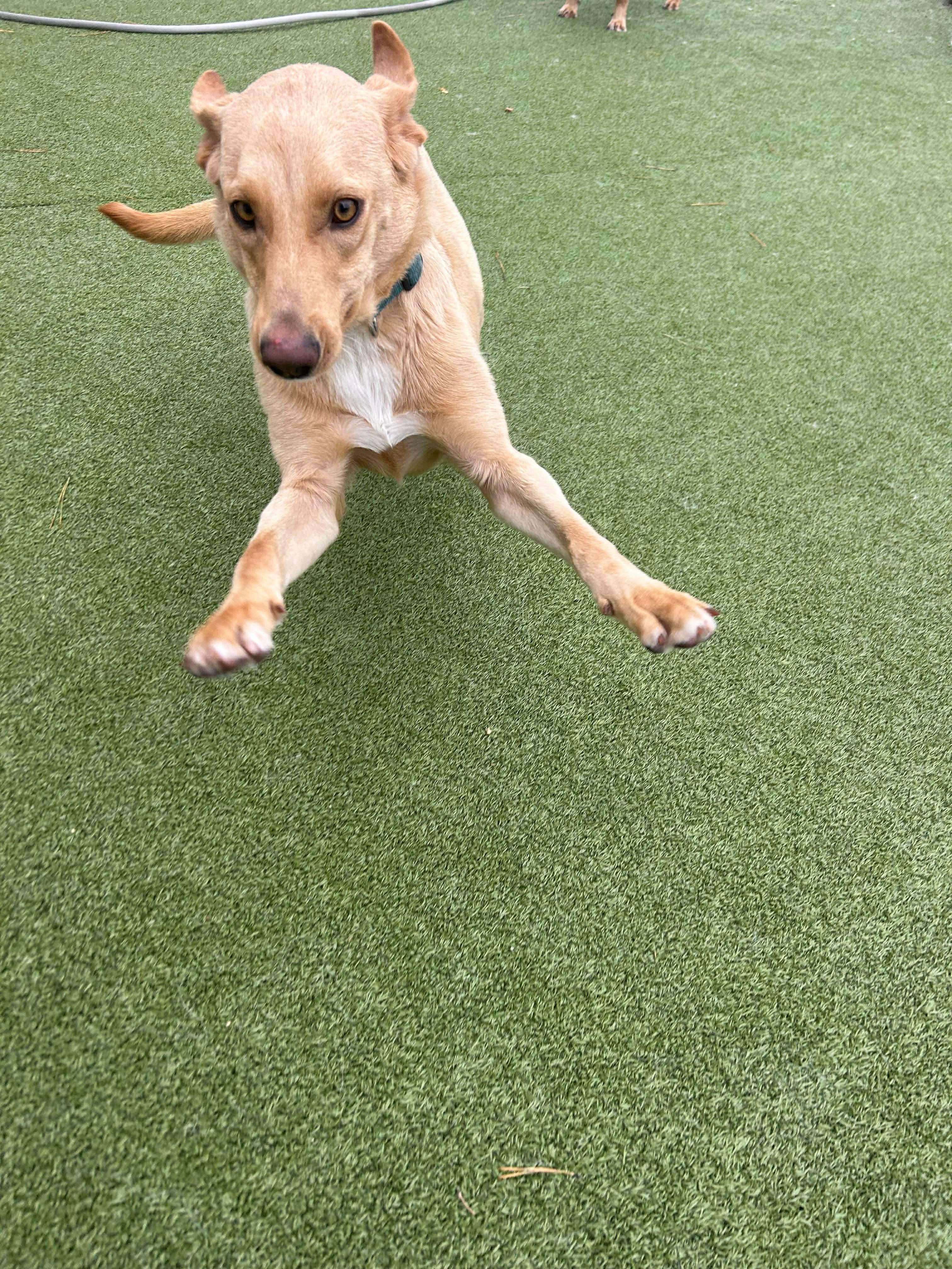 Iris, a ADOPTABLE mixed breed in Stamford, CT image 4/6