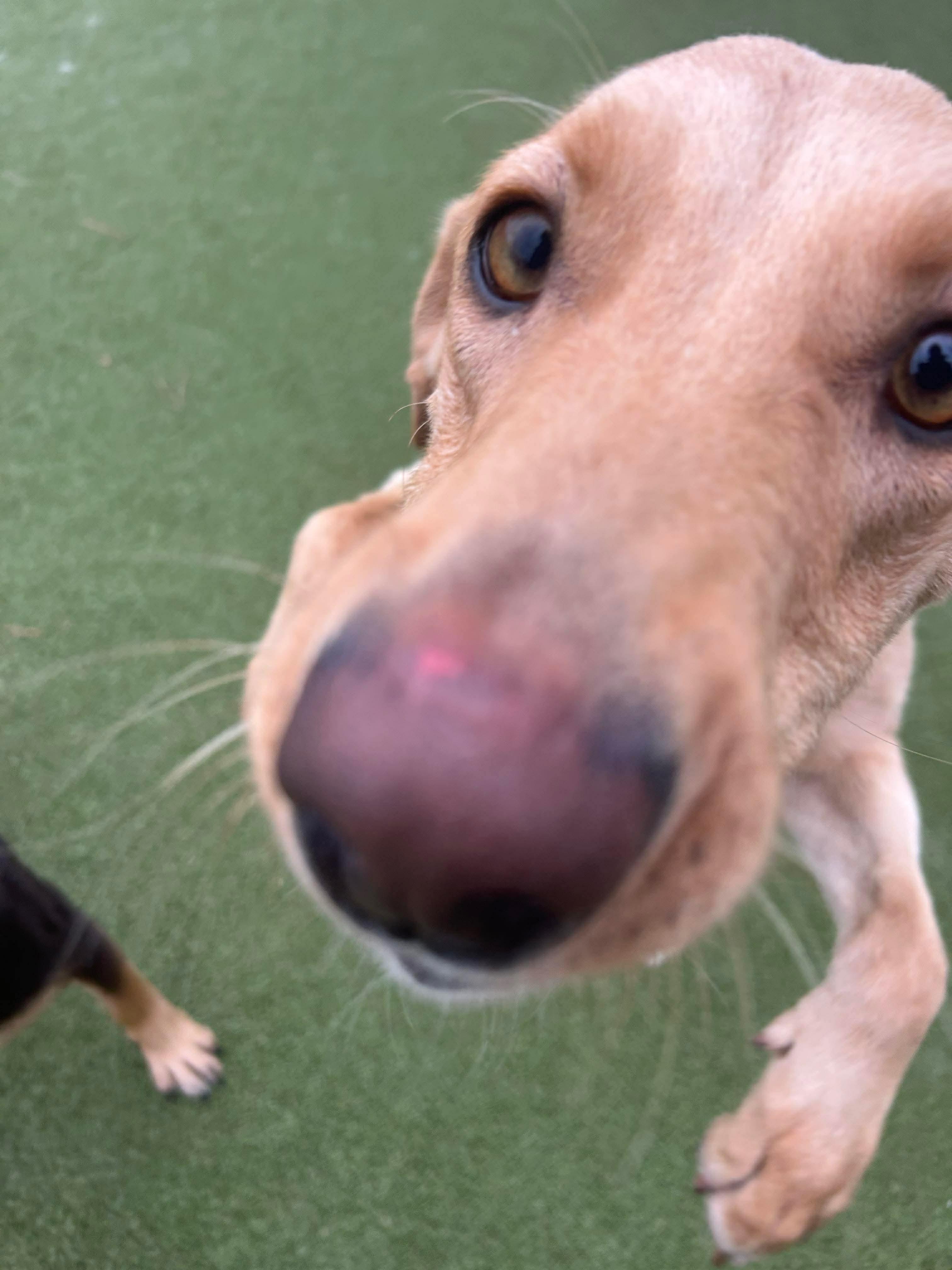 Iris, a ADOPTABLE mixed breed in Stamford, CT image 5/6