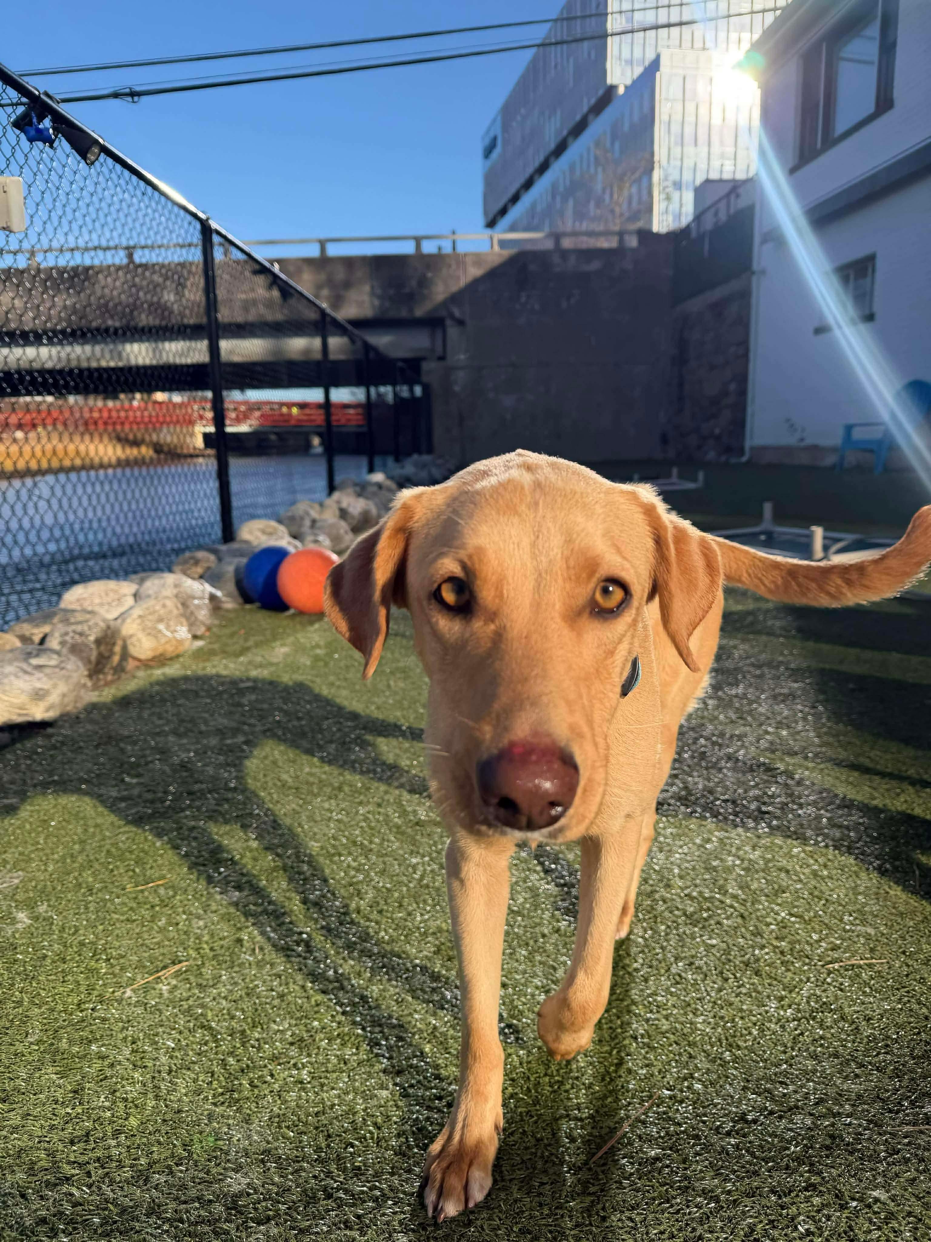 Iris, a ADOPTABLE mixed breed in Stamford, CT image 6/6