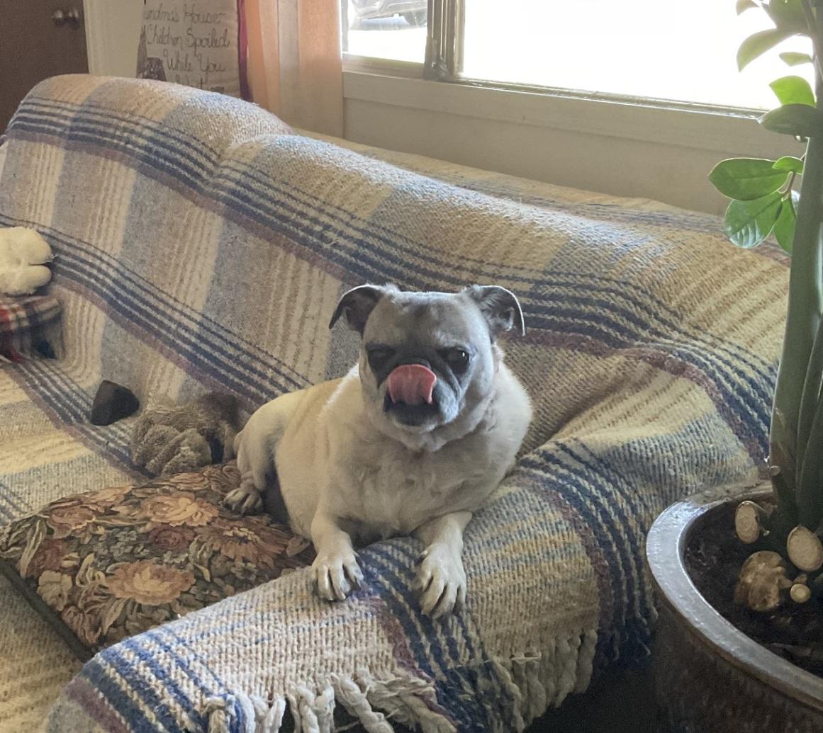 Chloe, Adoptable, Adult Female Pug.