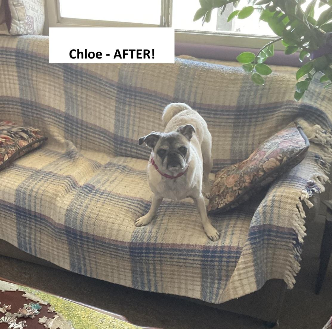 Chloe, a Adoptable Pug in Mesa, AZ image 2/4