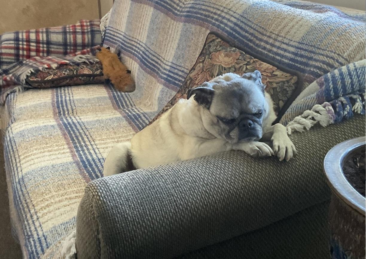 Chloe, a Adoptable Pug in Mesa, AZ image 3/4