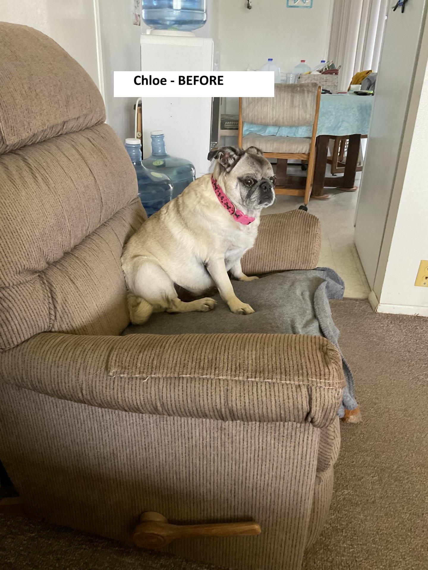 Chloe, a Adoptable Pug in Mesa, AZ image 4/4
