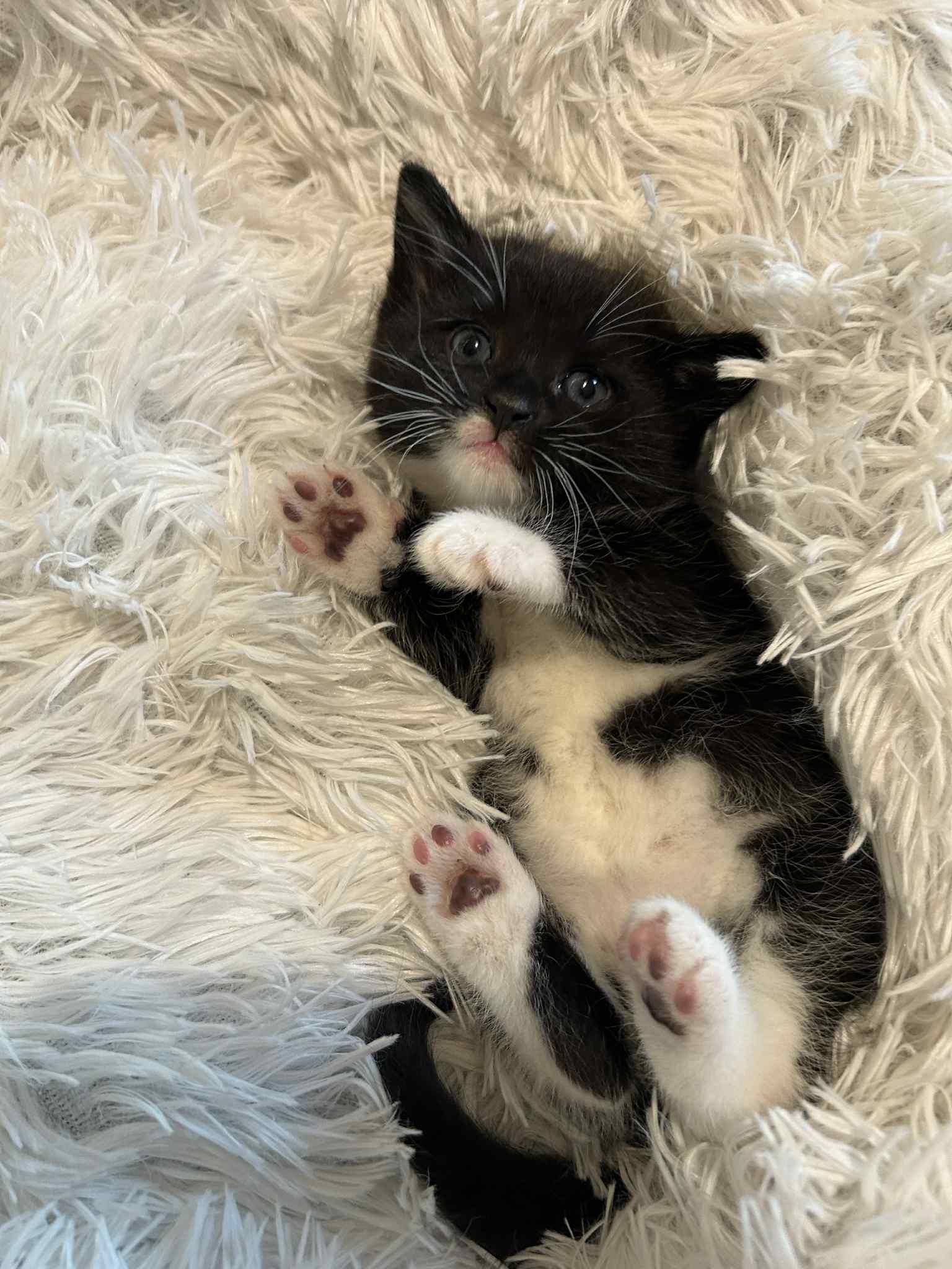 Runa, Adopted, Kitten Female Tuxedo.