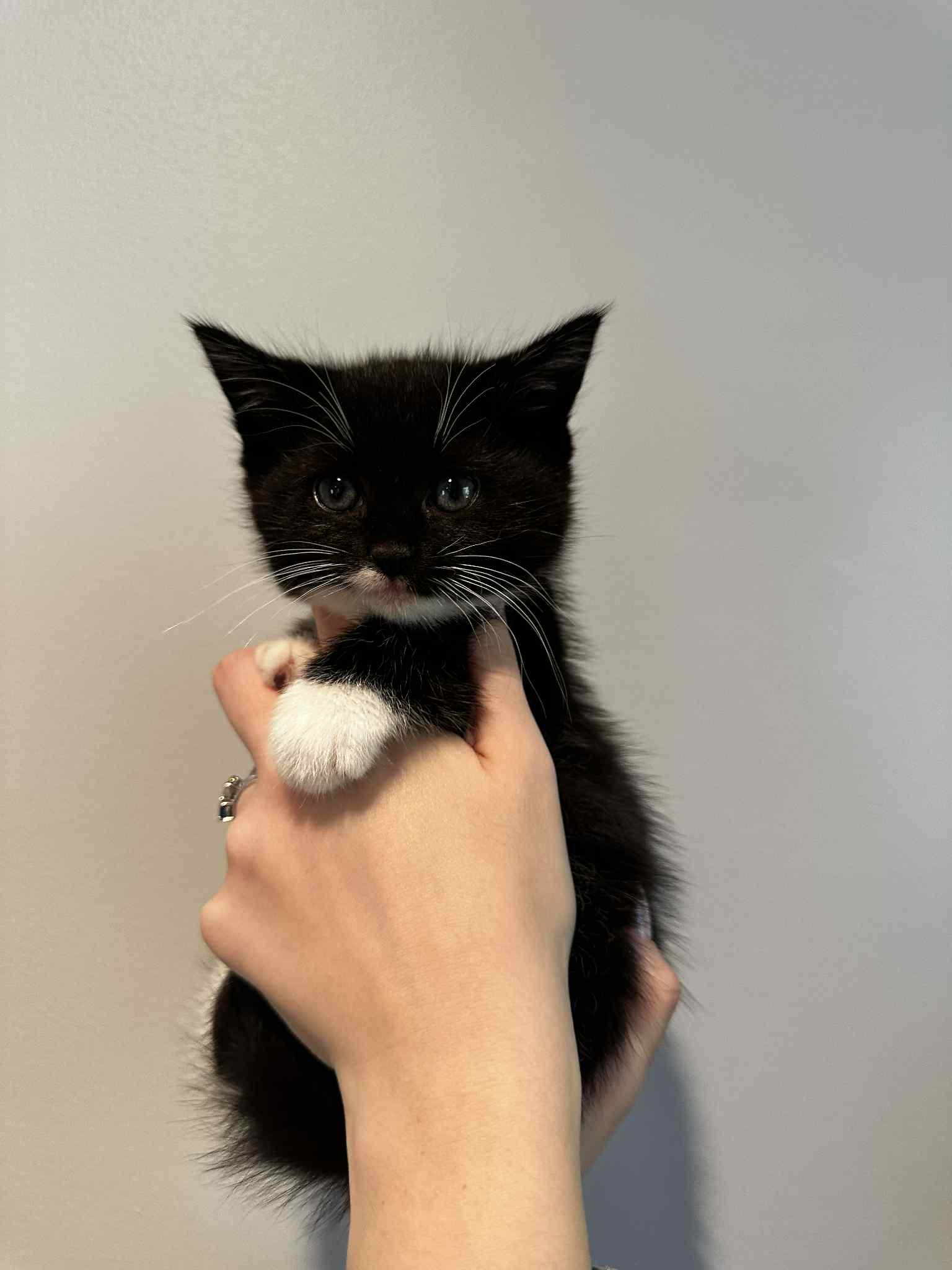 Enlarge Runa, a Adopted Tuxedo in New Bedford, MA image 2/4