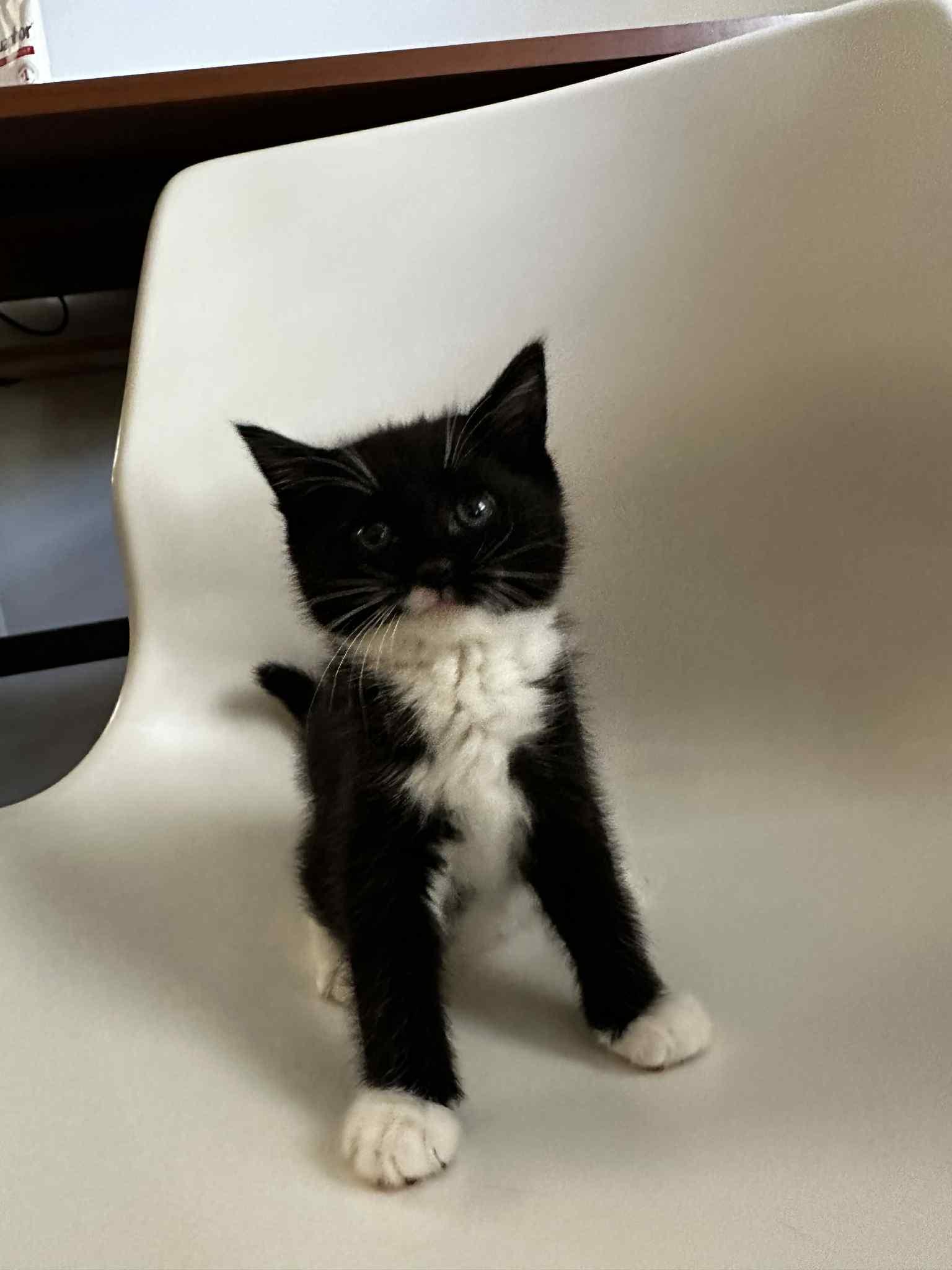 Enlarge Runa, a Adopted Tuxedo in New Bedford, MA image 3/4