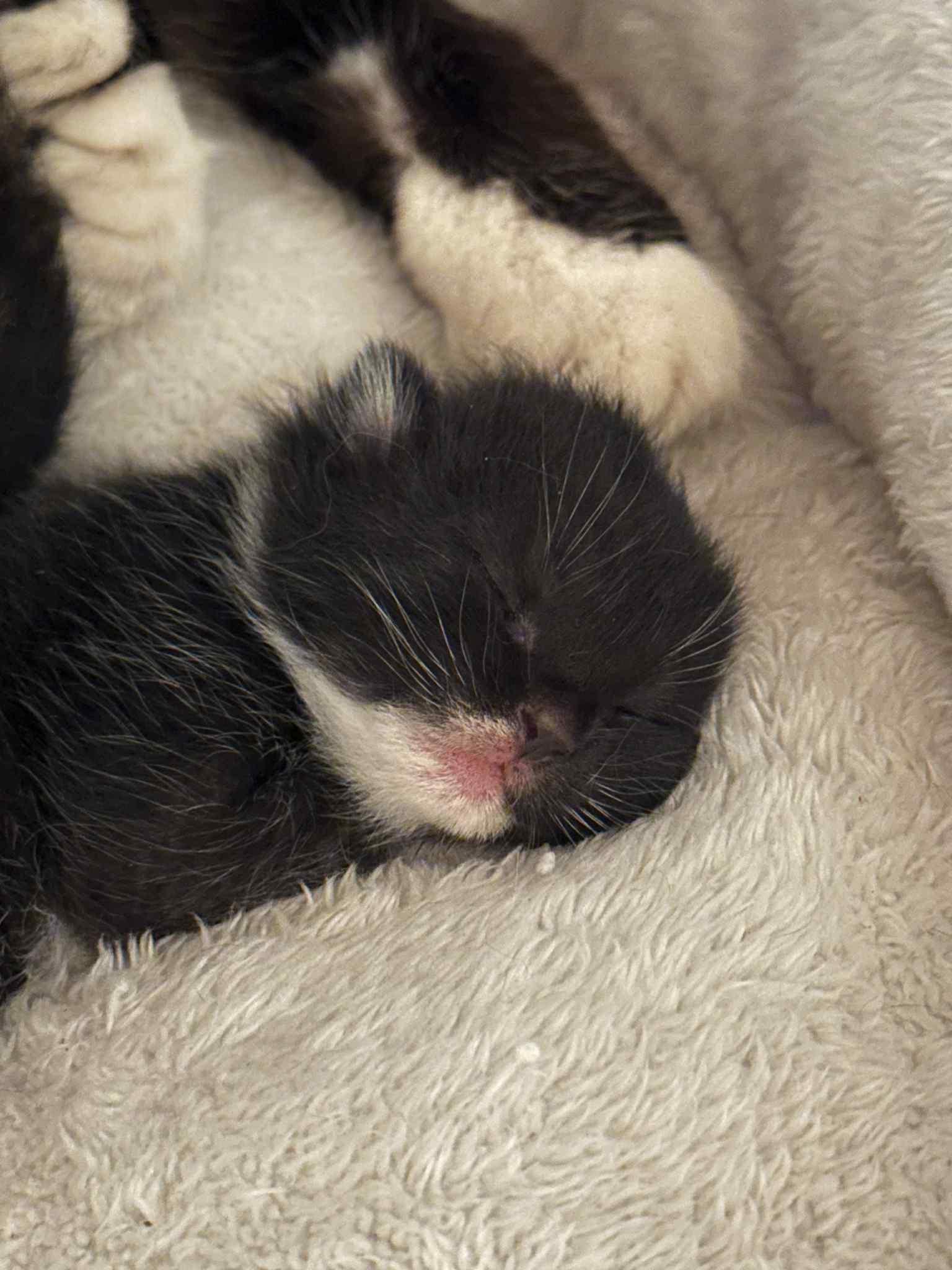 Enlarge Runa, a Adopted Tuxedo in New Bedford, MA image 4/4