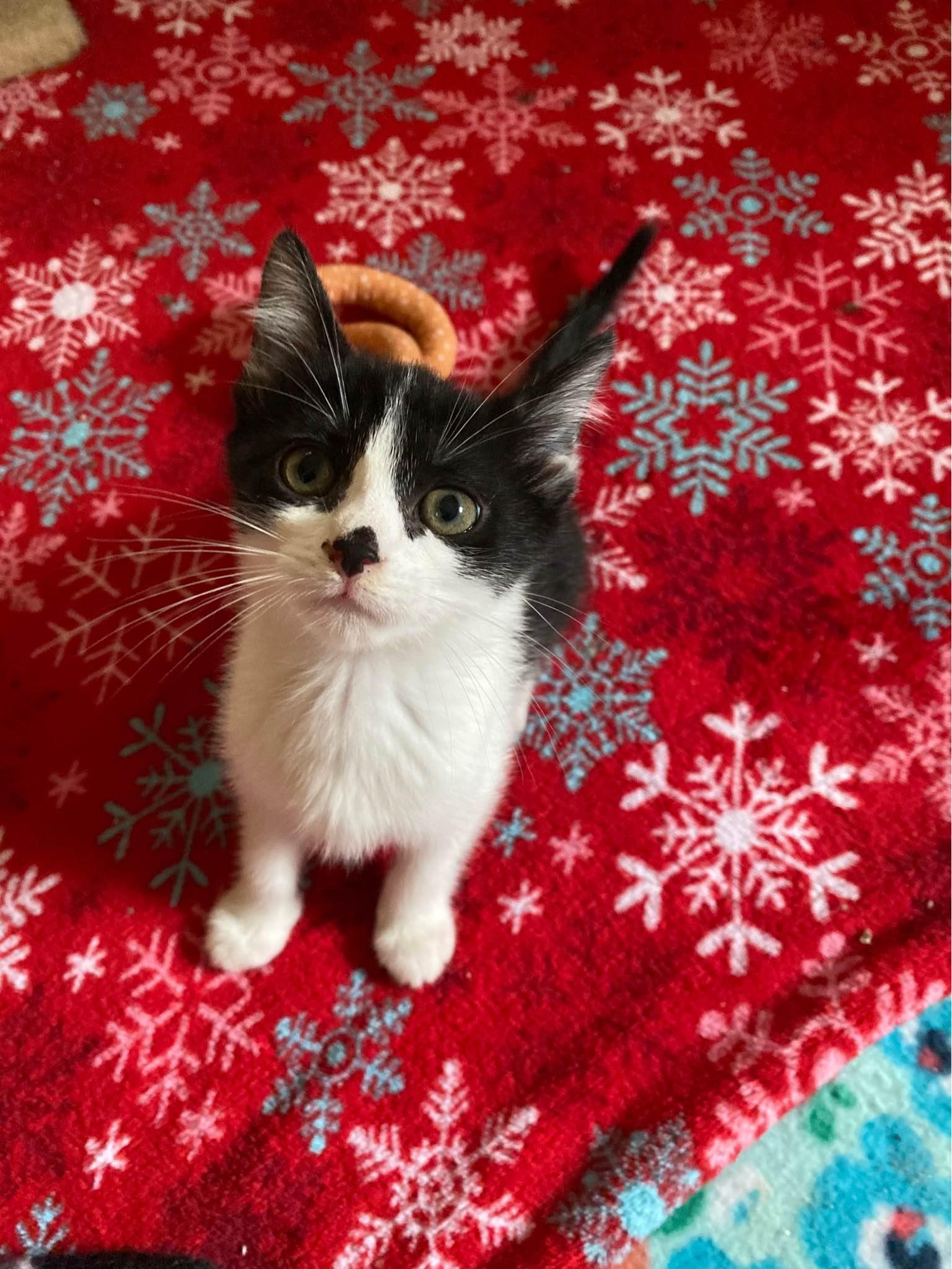 Enlarge Dieselle, a Adopted Domestic Short Hair in Clyde, NC image 1/2