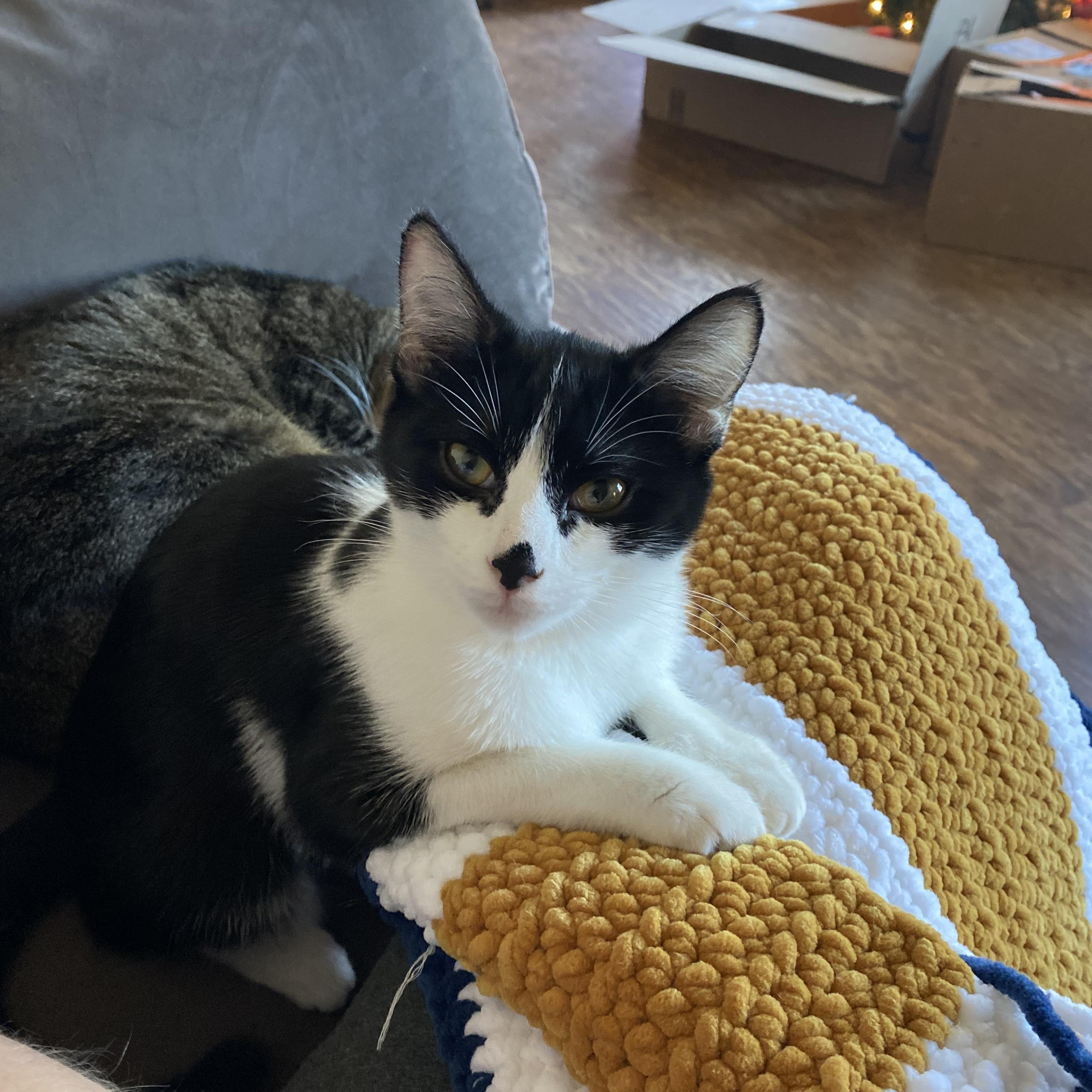 Enlarge Dieselle, a Adopted Domestic Short Hair in Clyde, NC image 2/2